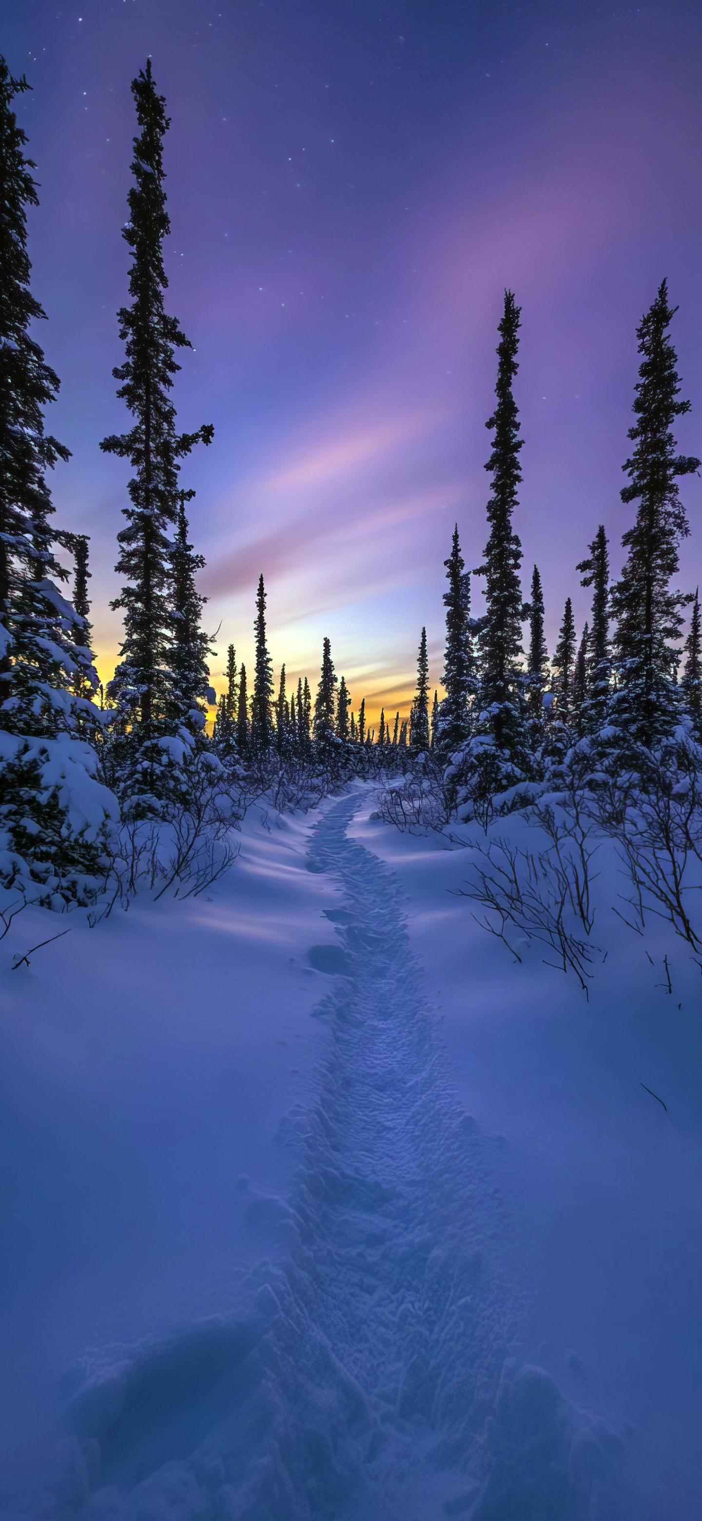 Winter Forest Path Twilight - winter wallpaper for OpersCraft