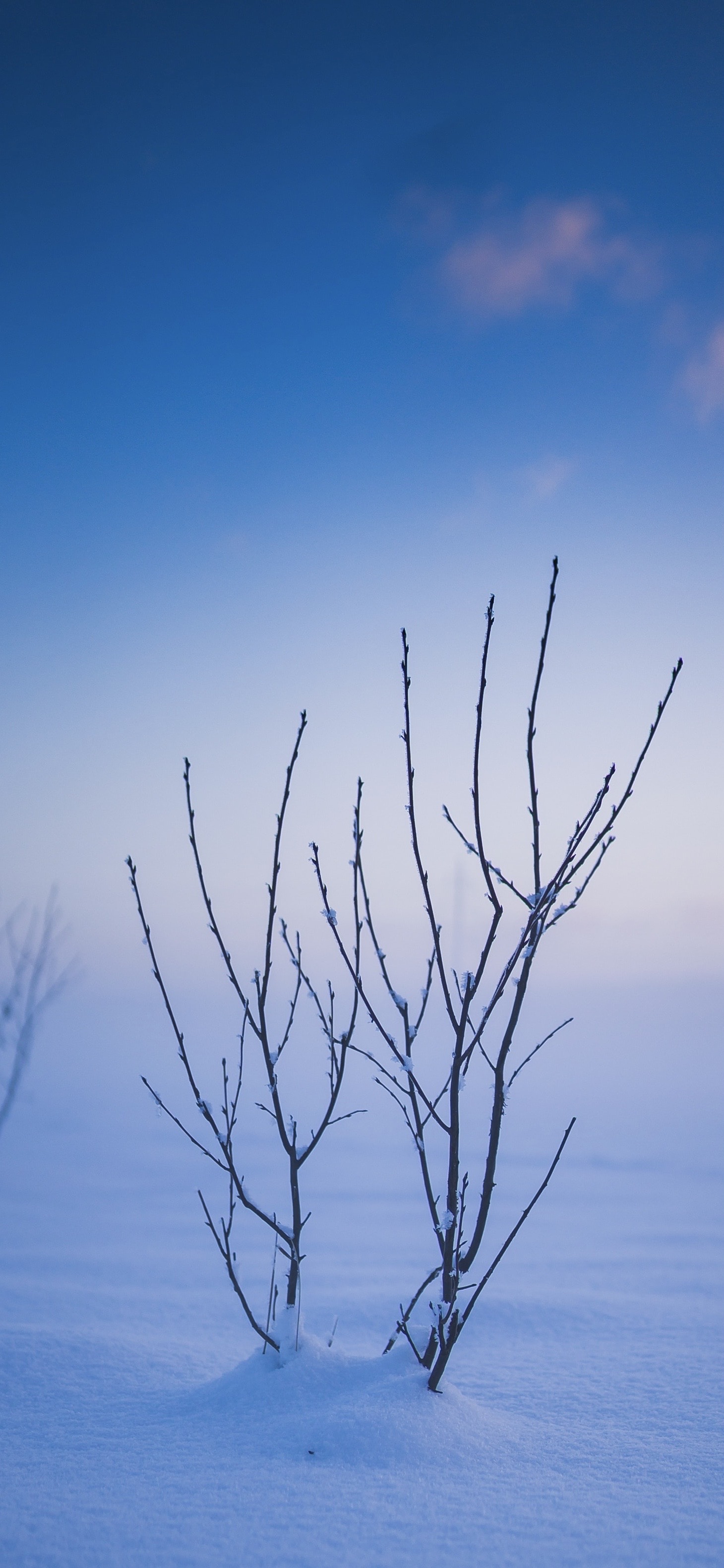 Winter Sky Branches - winter wallpaper for OpersCraft
