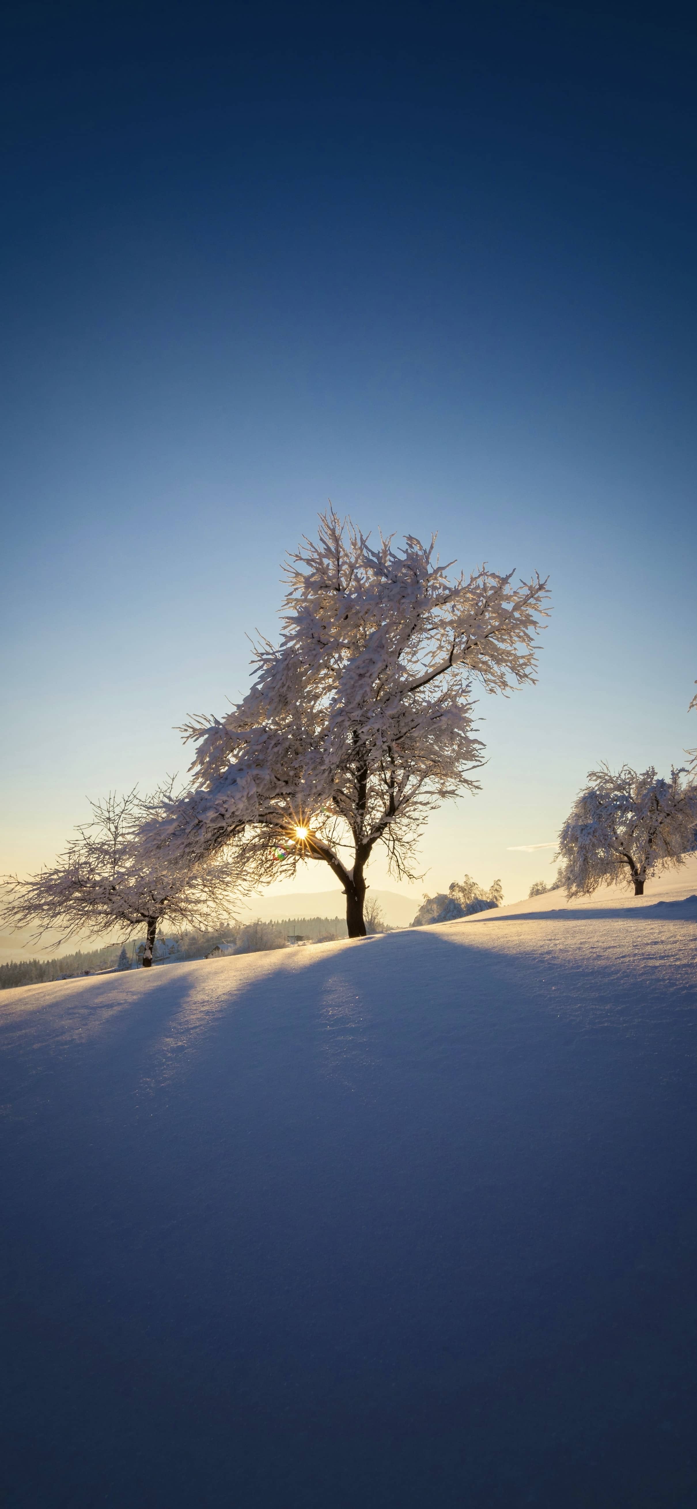 Winter Sunlight Through Trees - winter wallpaper for OpersCraft
