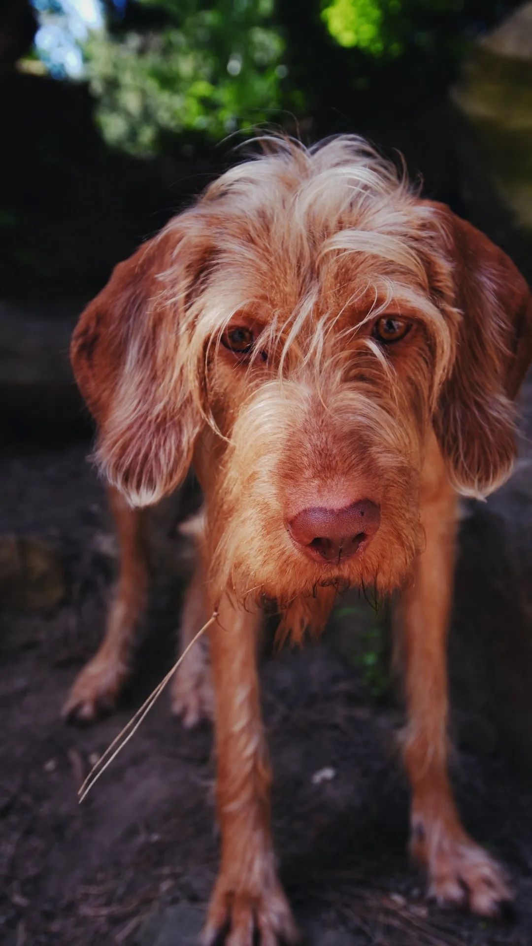 Wirehaired Vizsla Portrait - dog wallpaper for OpersCraft