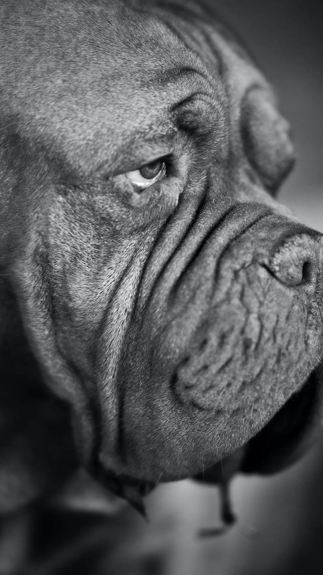 Wrinkled Dog Portrait - dog wallpaper for OpersCraft