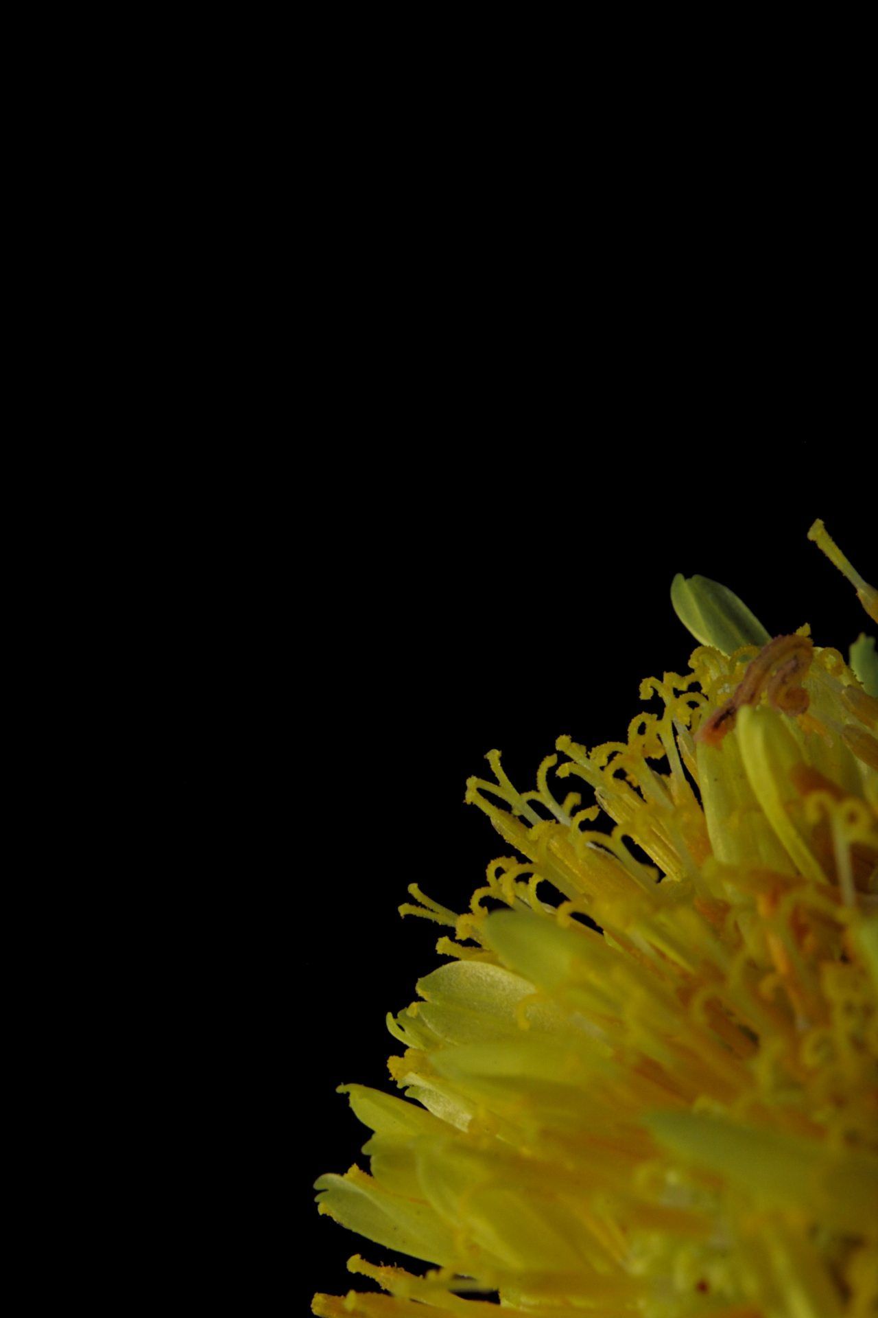 Yellow Flower Close-Up - floral wallpaper for OpersCraft