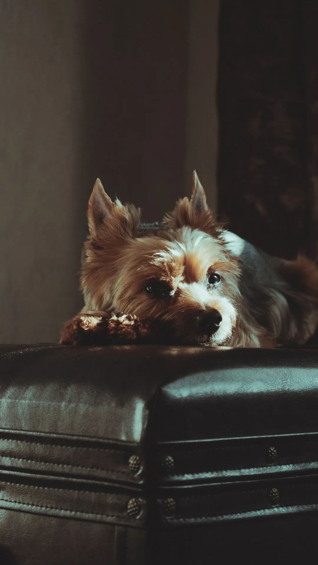 Yorkie on Leather - dog wallpaper for OpersCraft