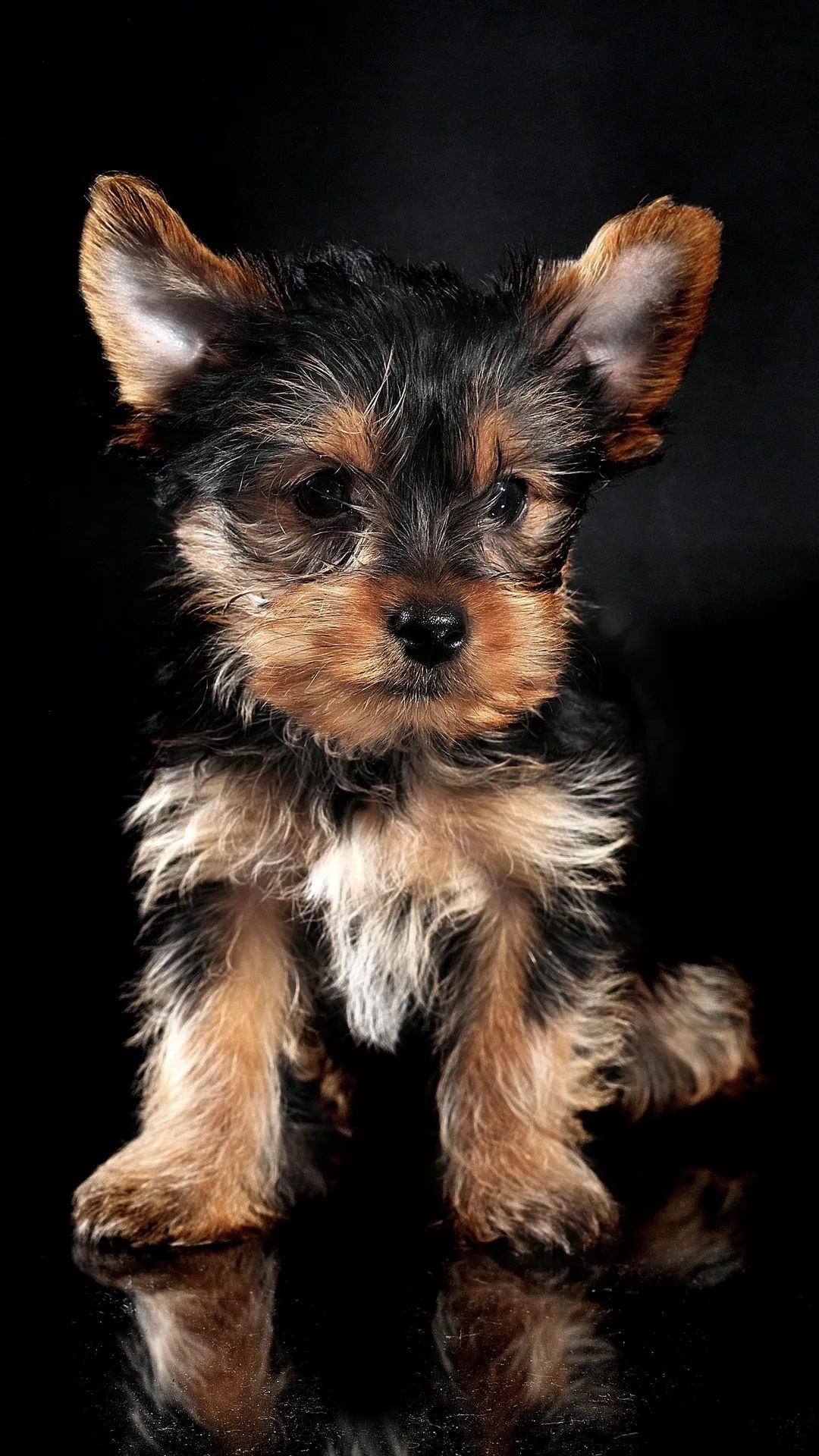 Yorkie Puppy Portrait - dog wallpaper for OpersCraft