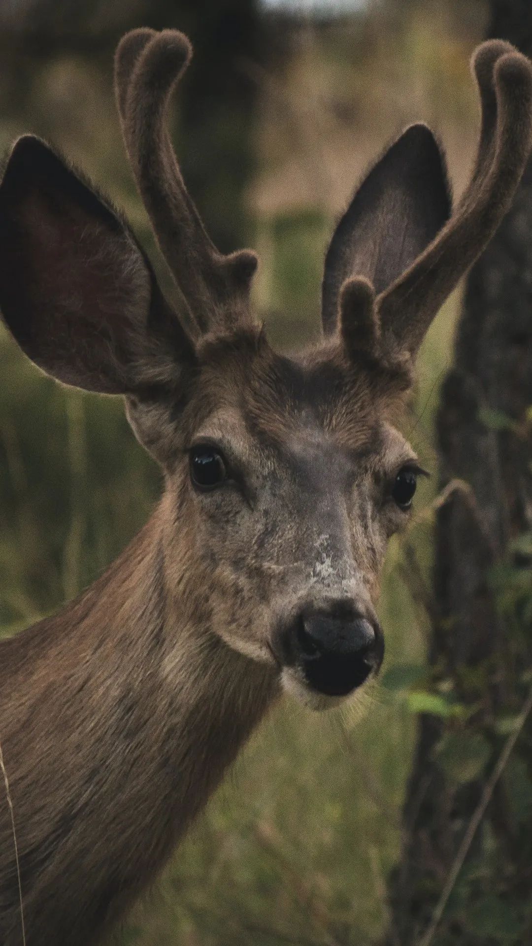 Young Buck Portrait - deer wallpaper for OpersCraft