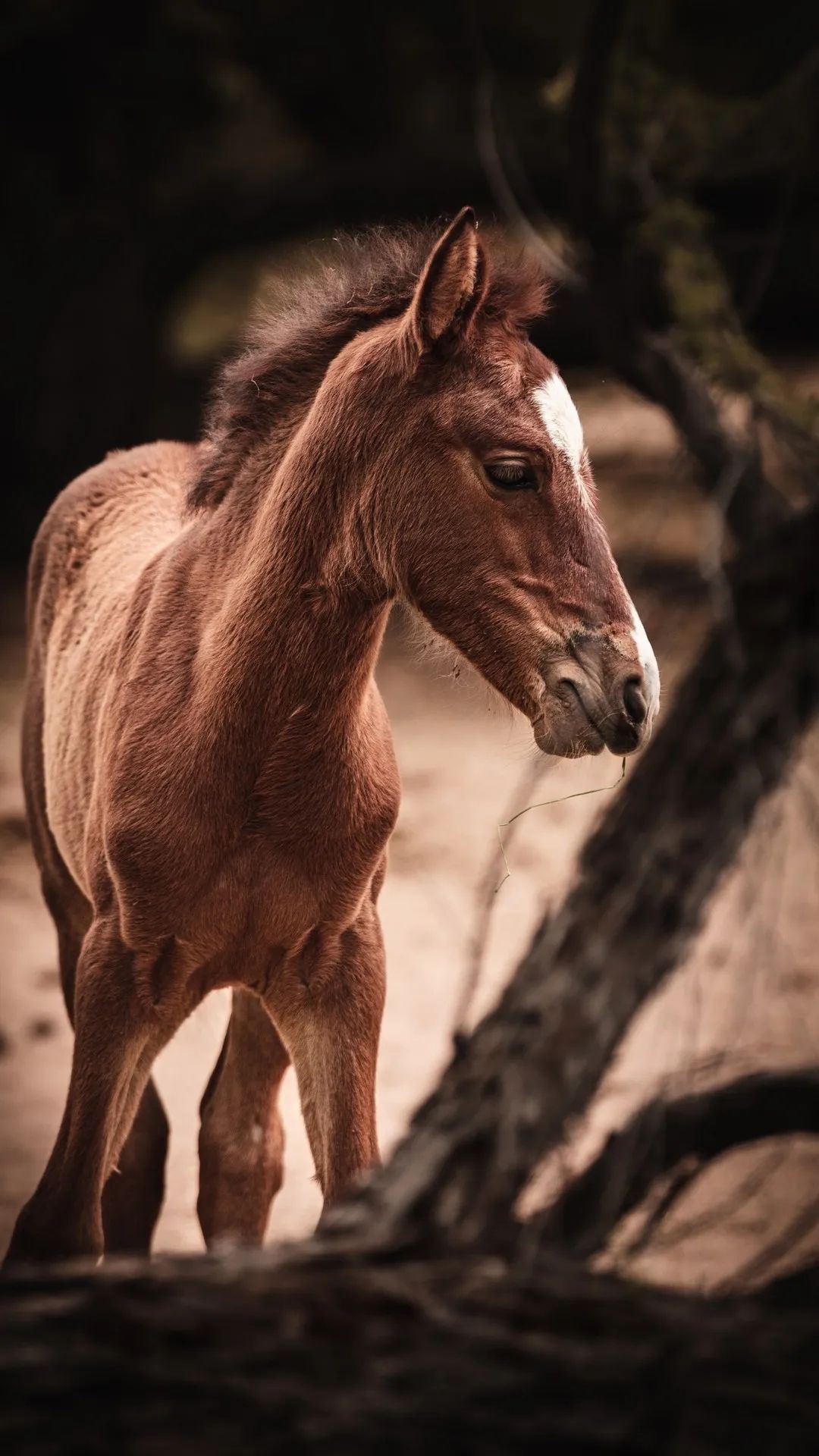 Young Horse Portrait - horse wallpaper for OpersCraft