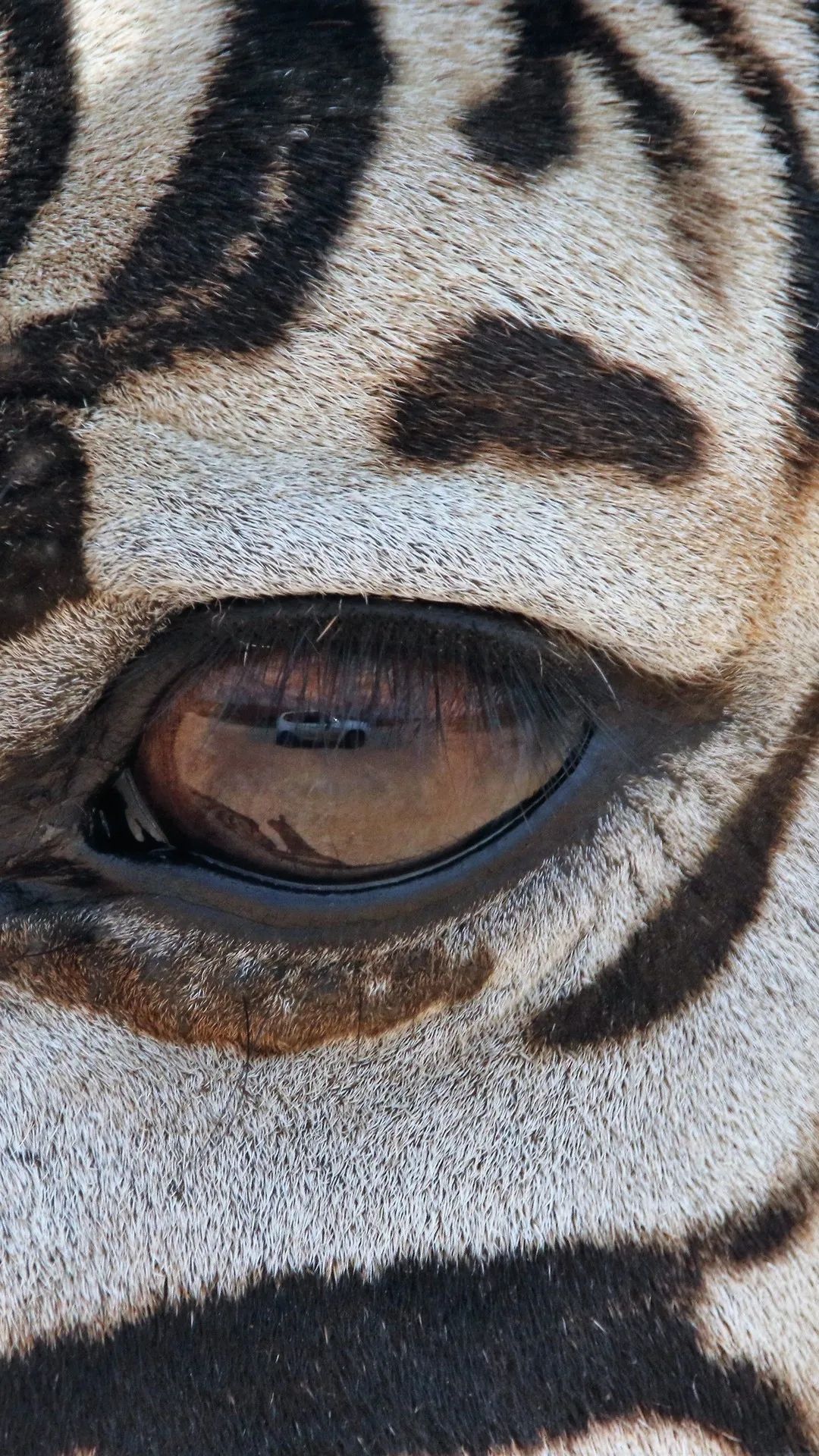 Zebra Eye Close-Up - zebra wallpaper for OpersCraft