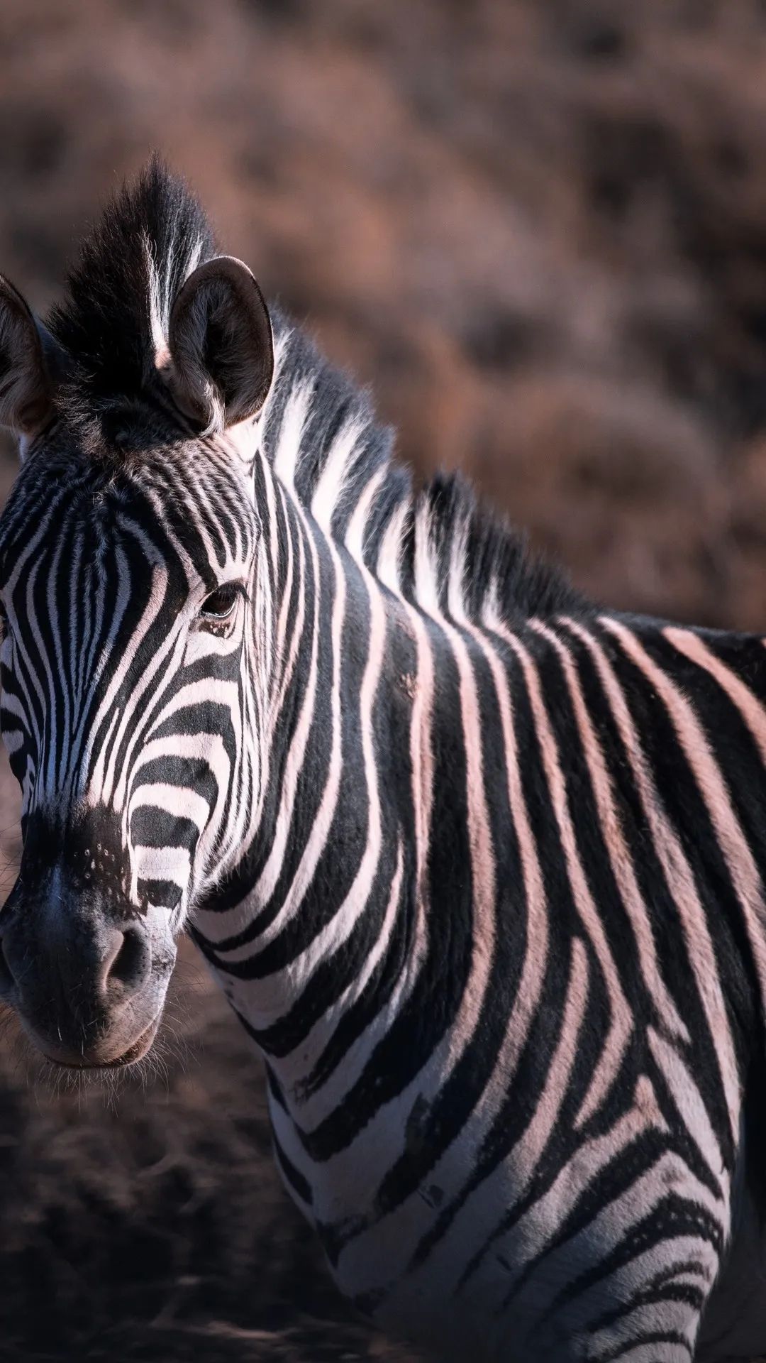 Zebra Portrait Close-Up - zebra wallpaper for OpersCraft