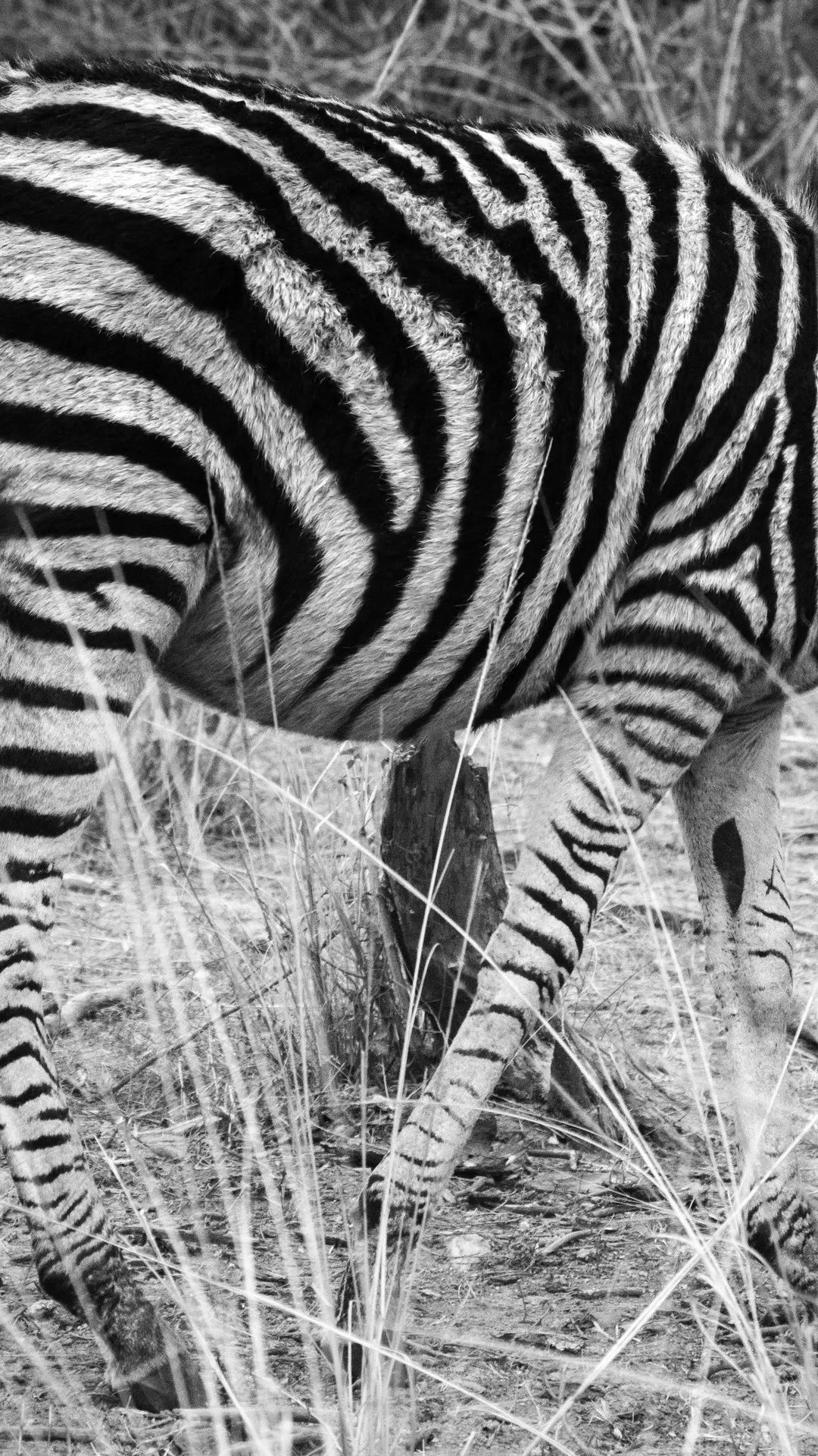 Zebra Stripes in Monochrome - zebra wallpaper for OpersCraft
