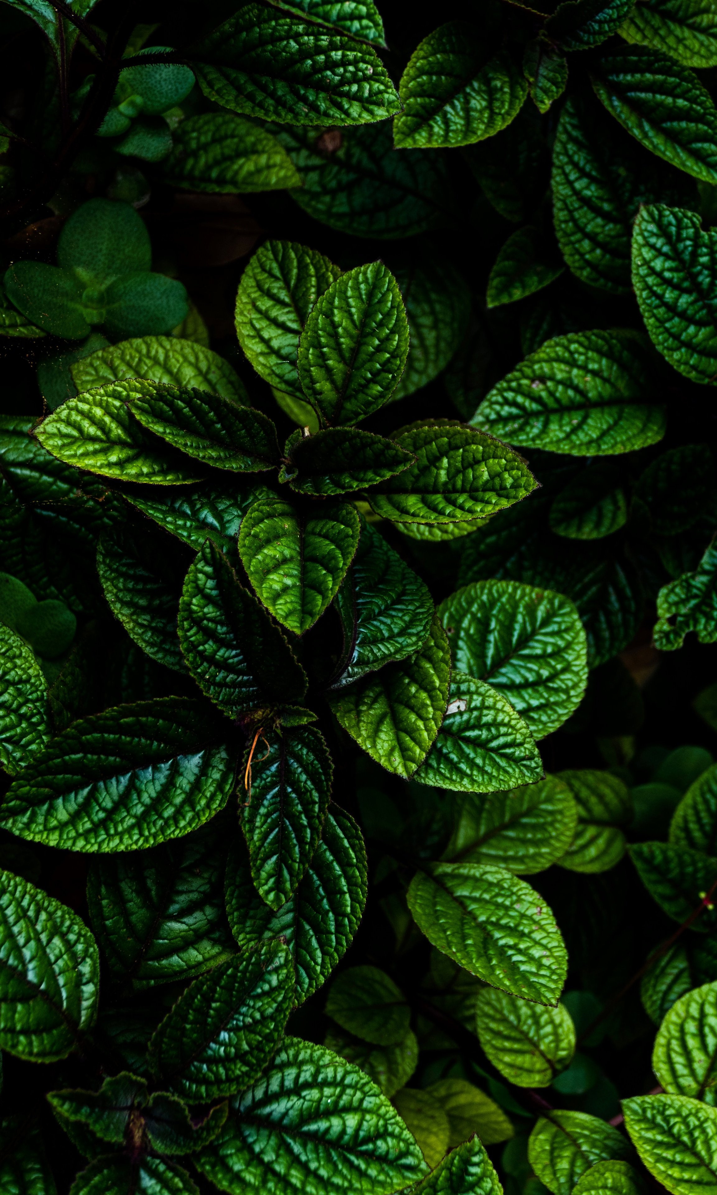 Deep Green Botanical Leaves - botanical wallpaper for StockWalls