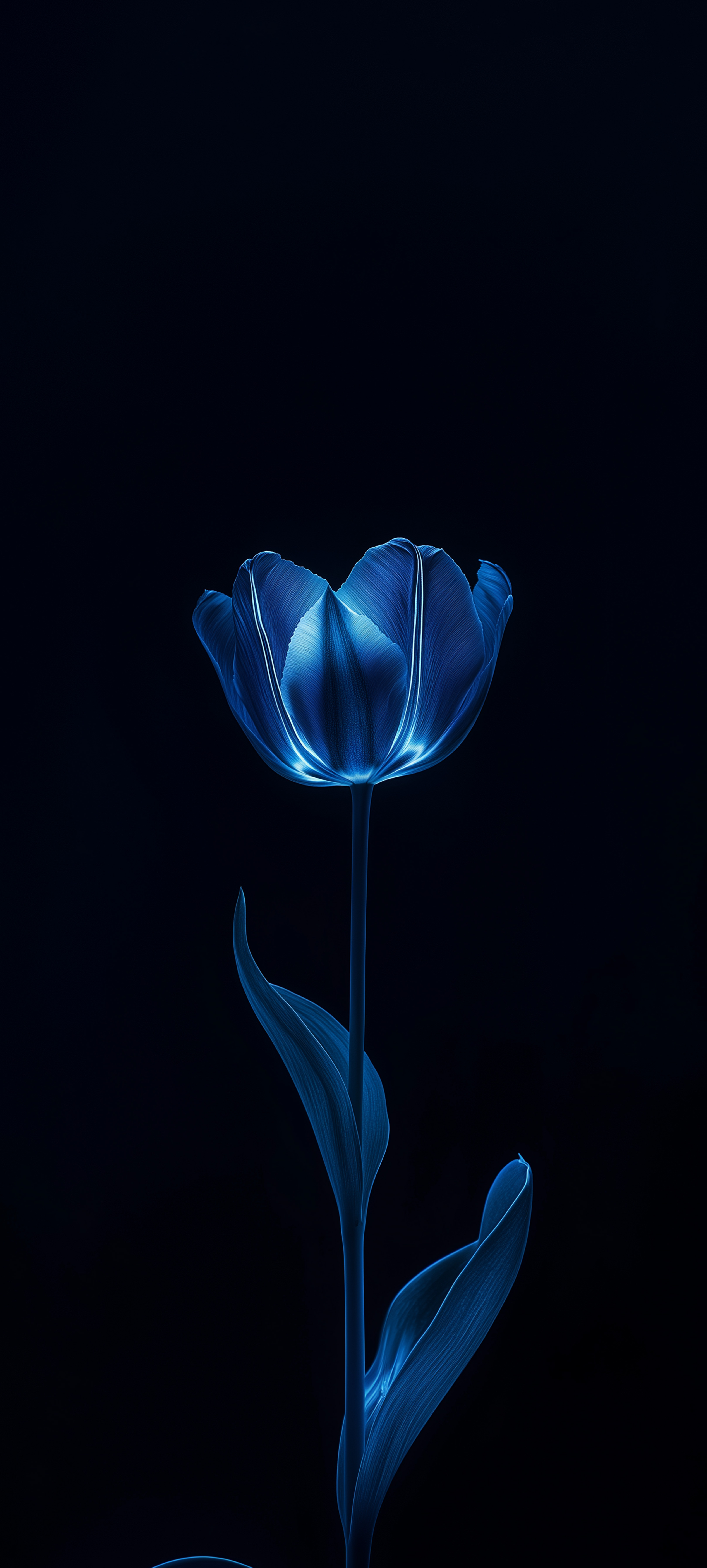 Glowing Blue Tulip - minimal wallpaper for StockWalls