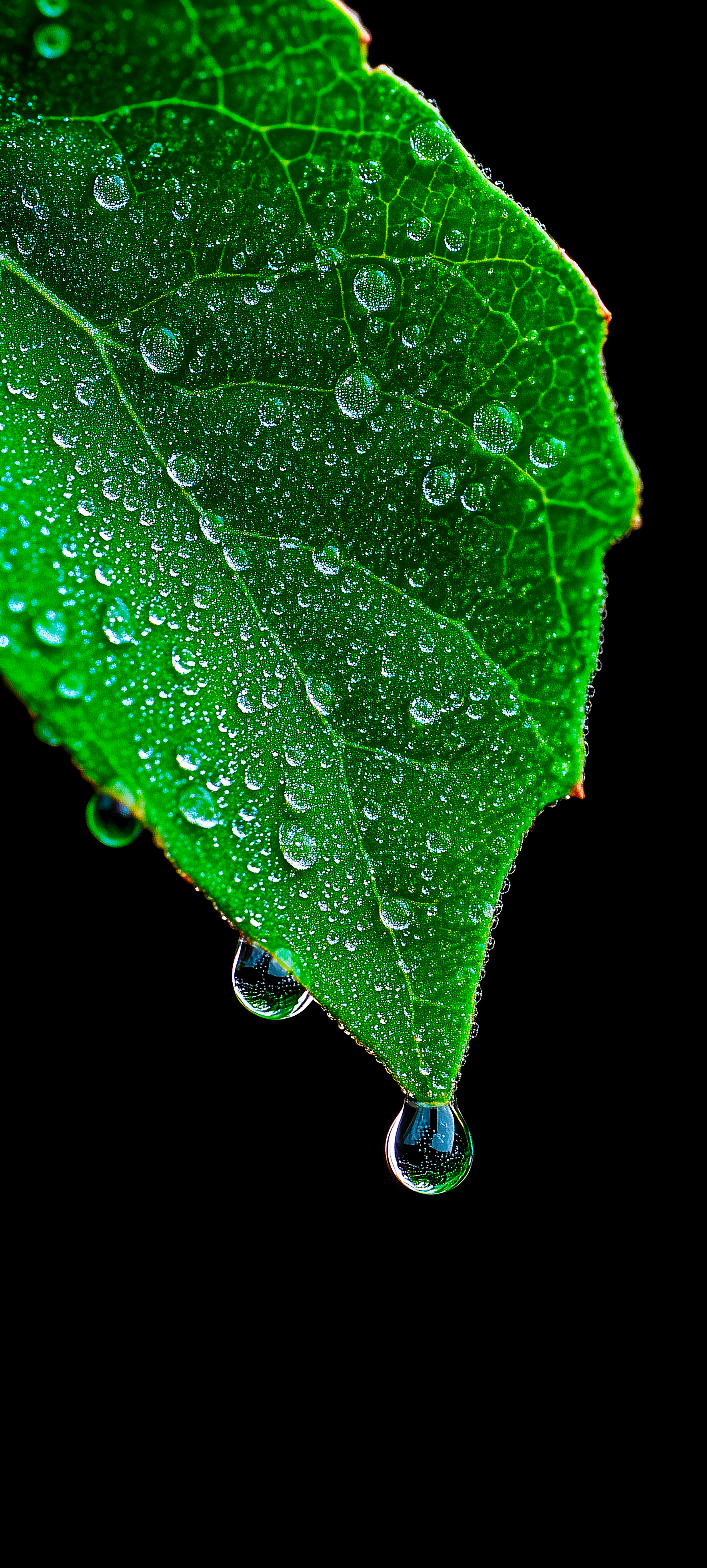 Dewy Green Leaf Macro - macro wallpaper for StockWalls
