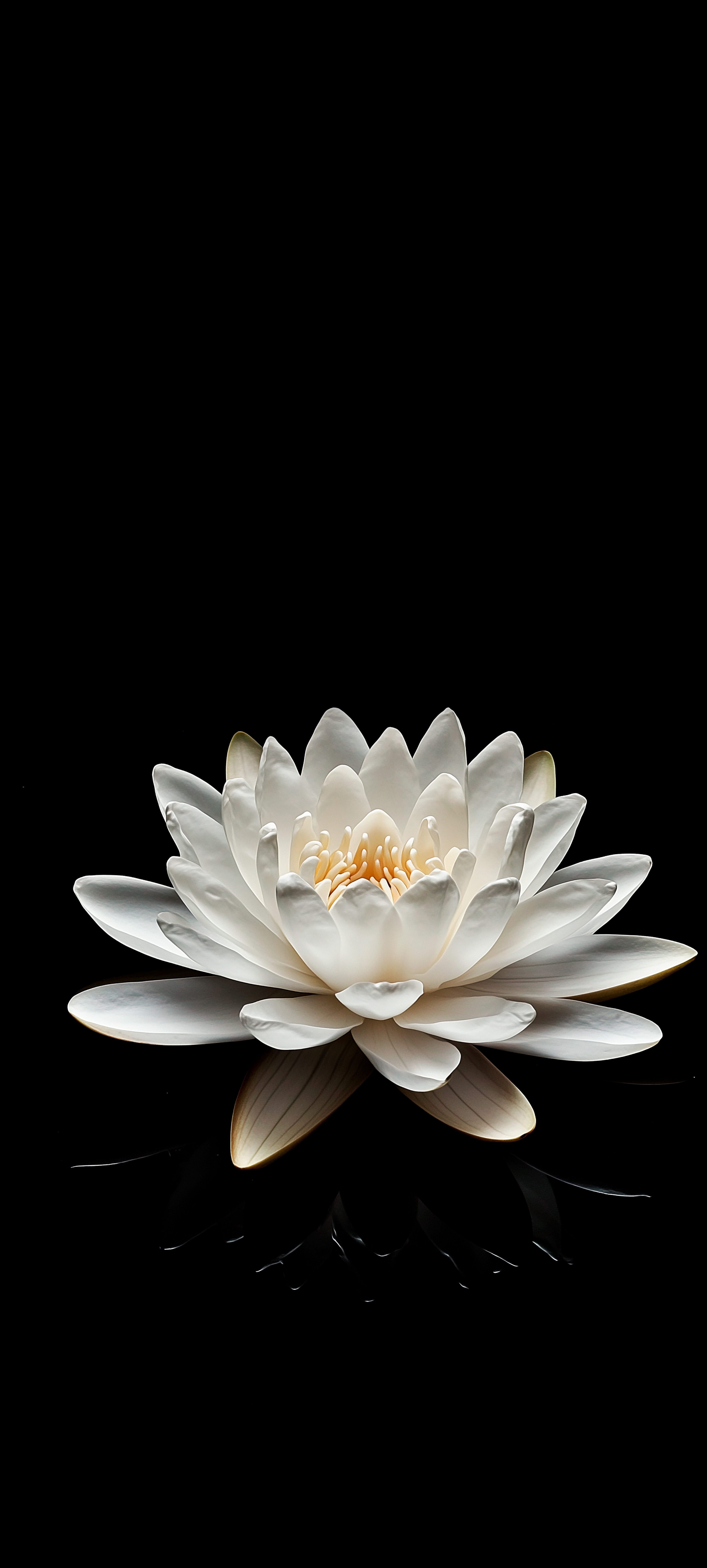 Elegant White Lotus Flower - minimal wallpaper for StockWalls