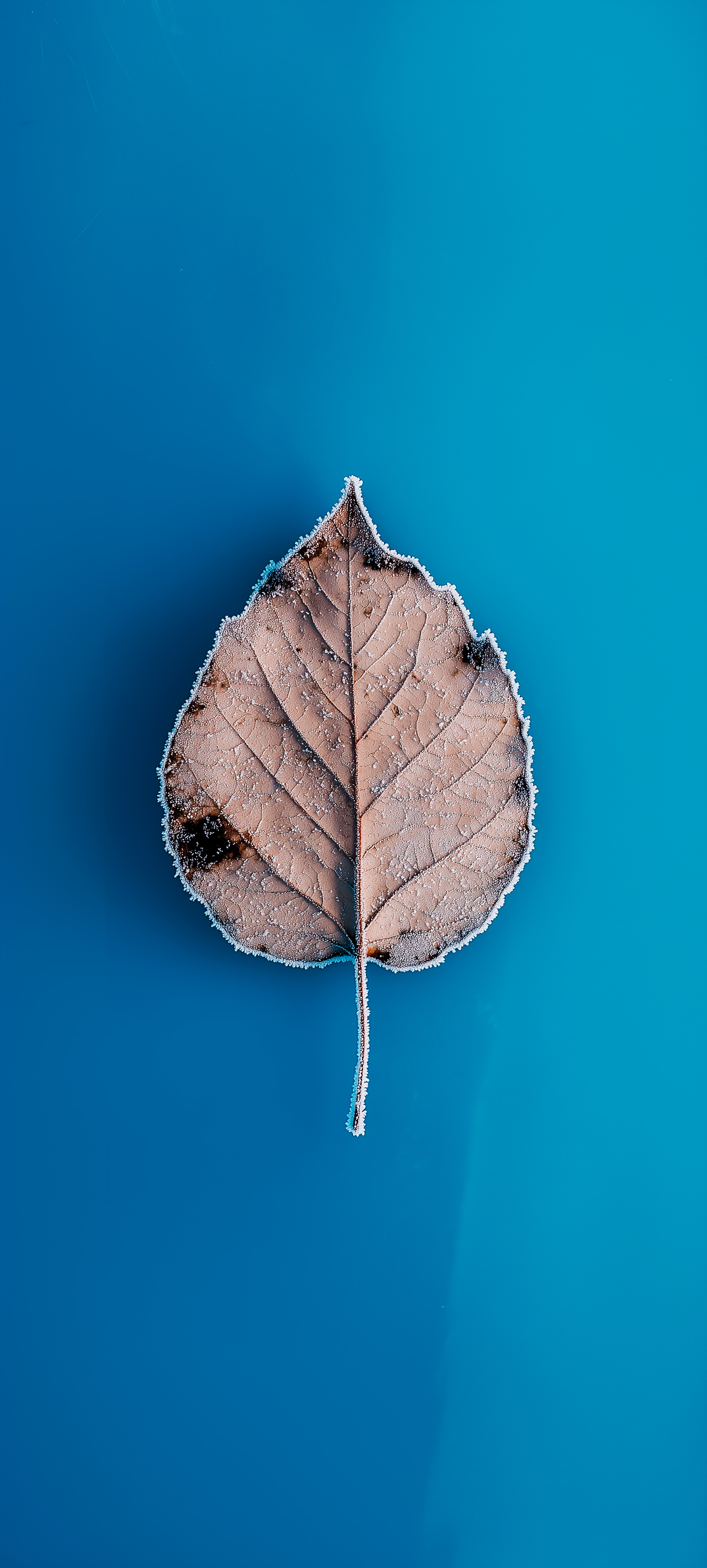 Frosted Autumn Leaf - leaf wallpaper for StockWalls