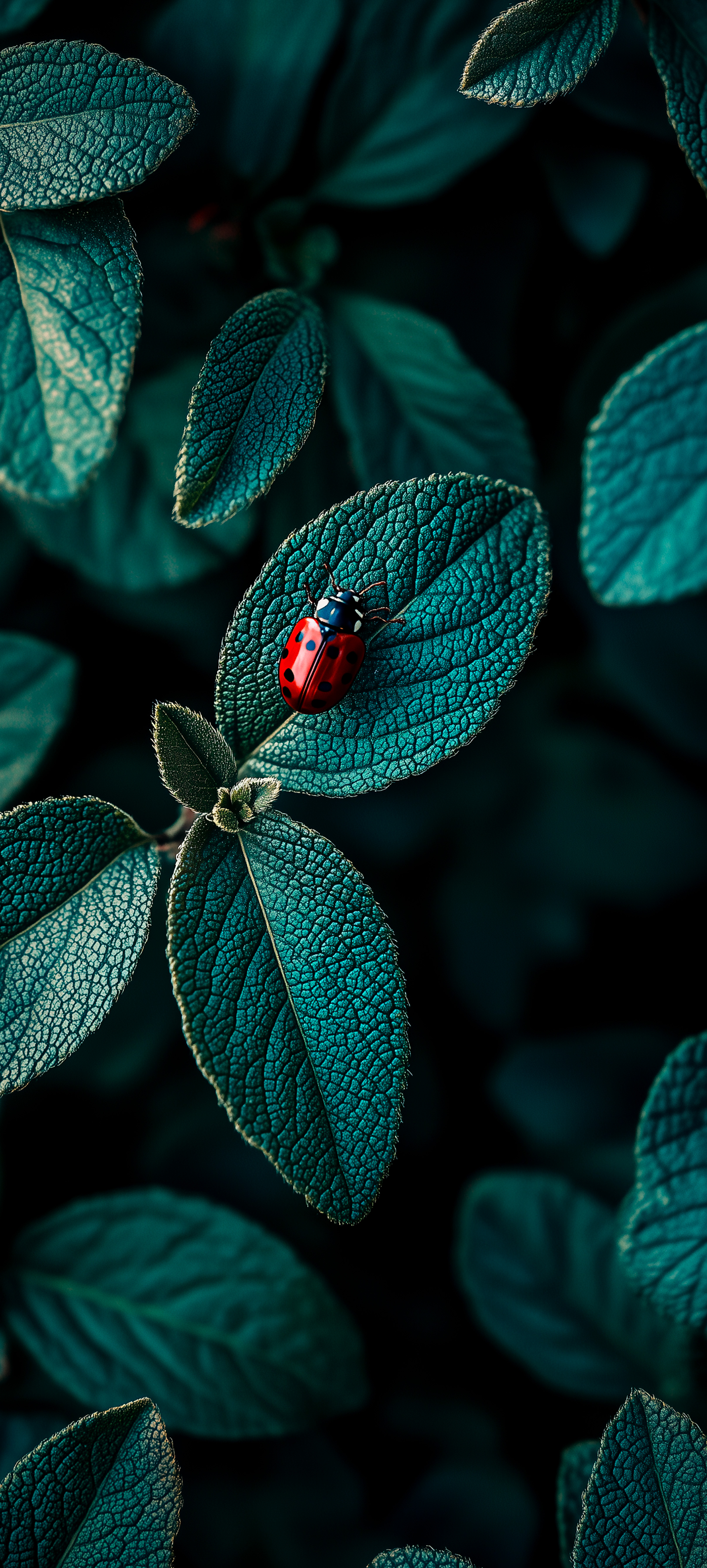 Ladybug on Green Leaf - insects wallpaper for StockWalls