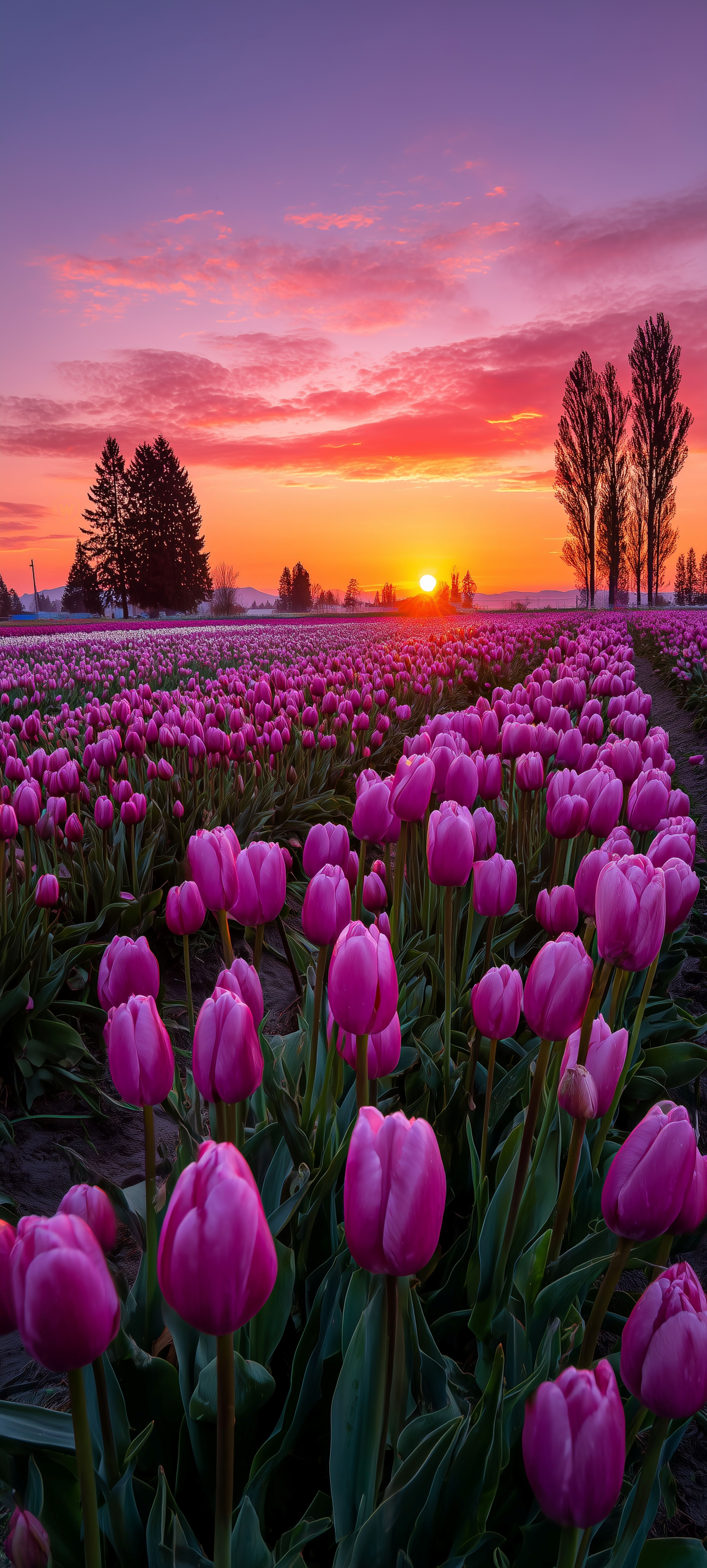 Vibrant Purple Tulip Field - flowers wallpaper for StockWalls