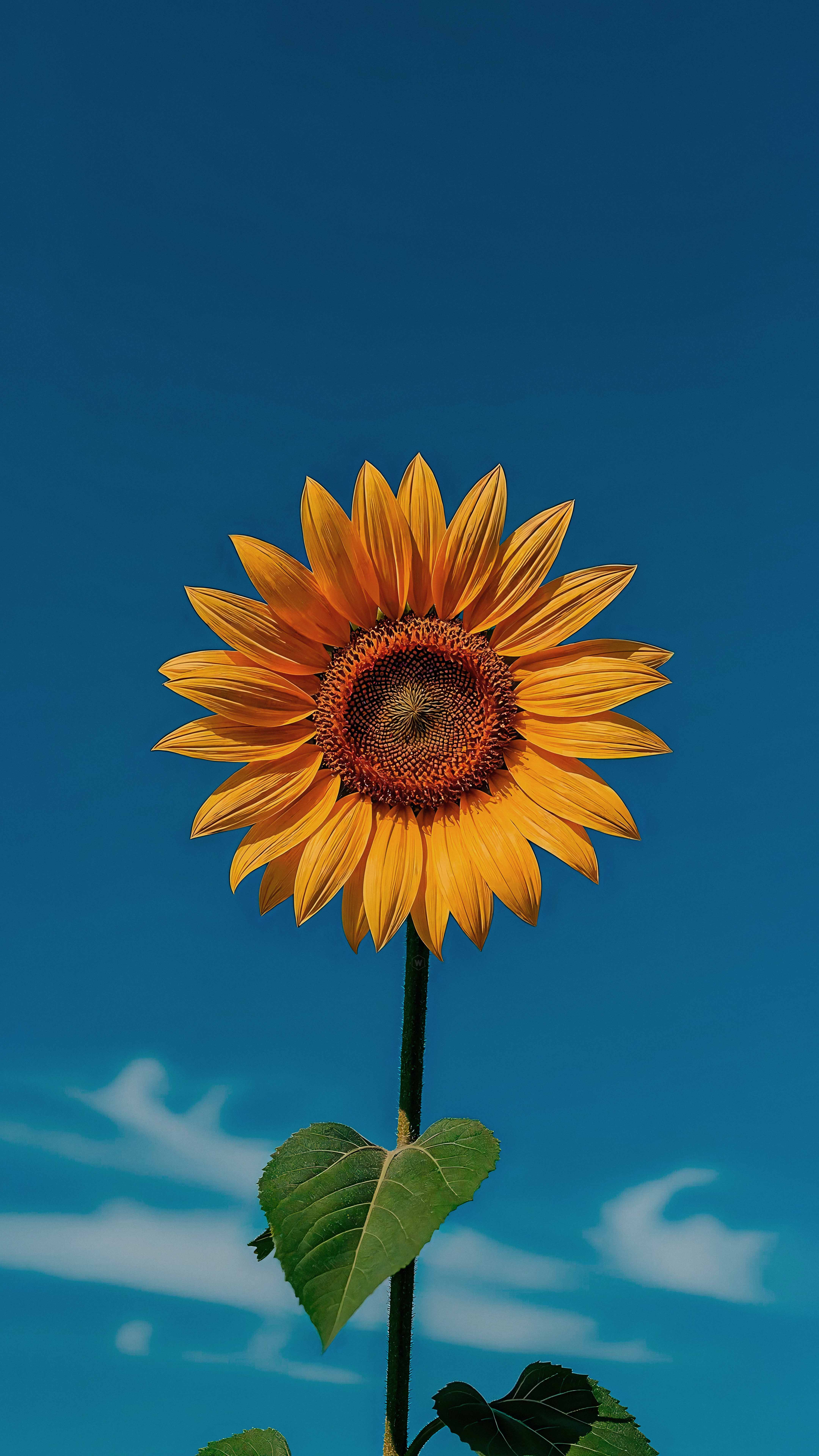 Bright Golden Sunflower Bloom - flowers wallpaper for StockWalls