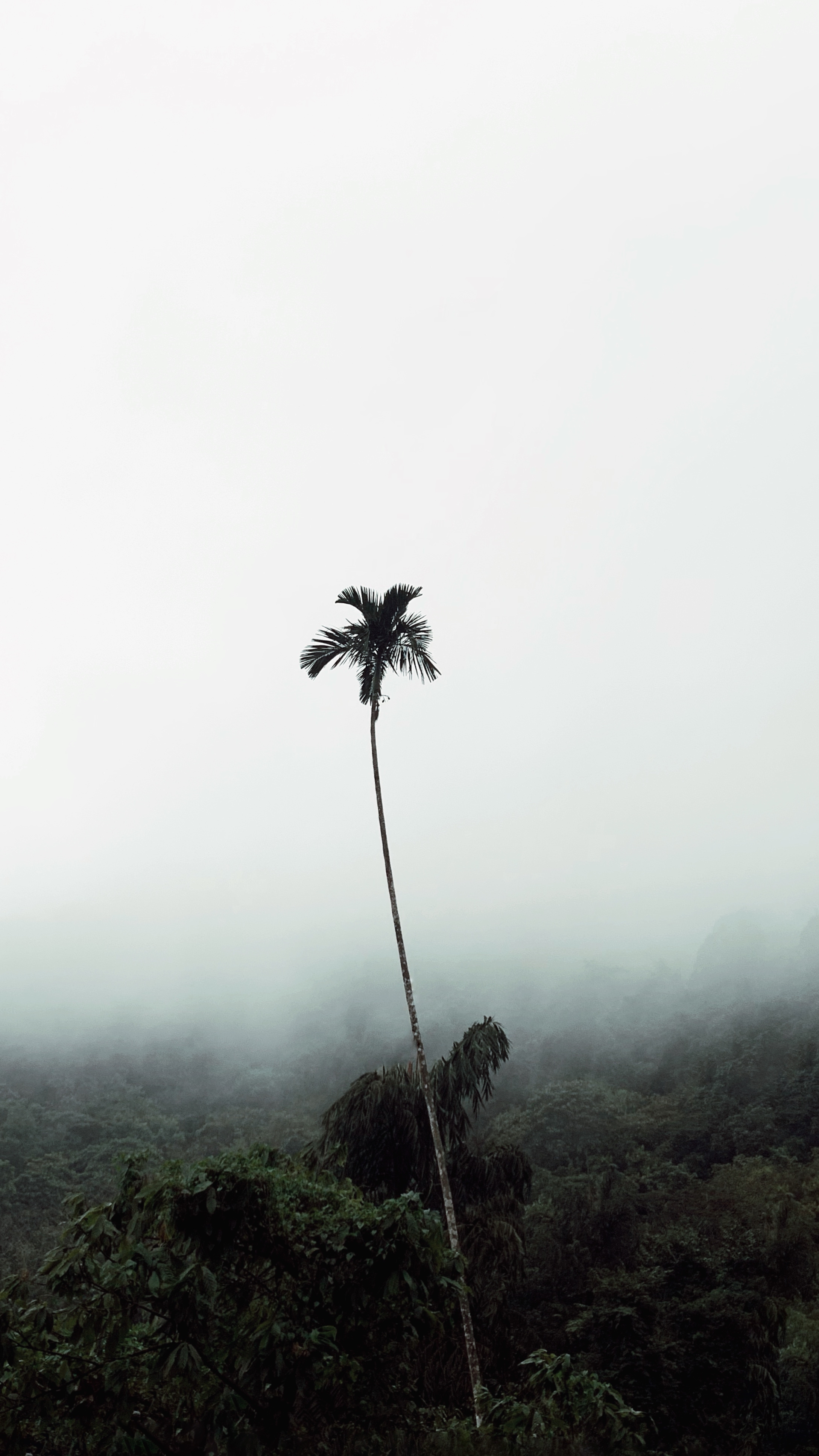 Lonely Palm in Mist - tree wallpaper for StockWalls