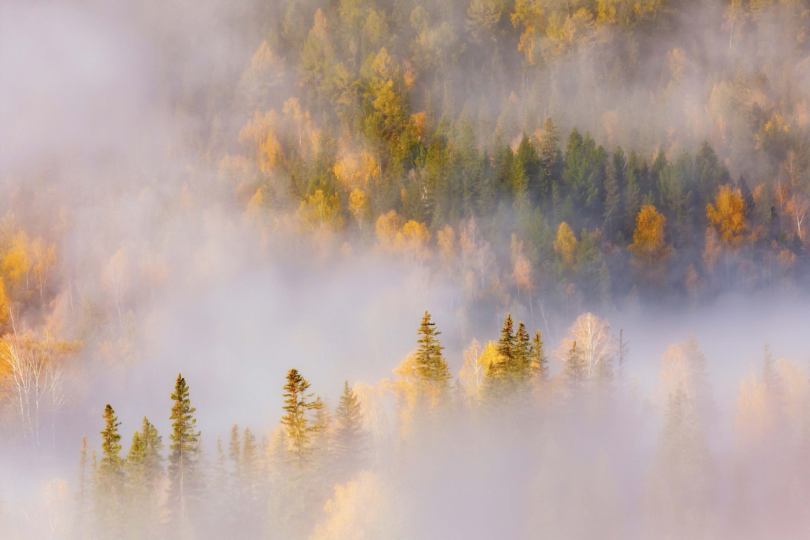 Misty Forest Honor MagicBook - honor wallpaper for StockWalls