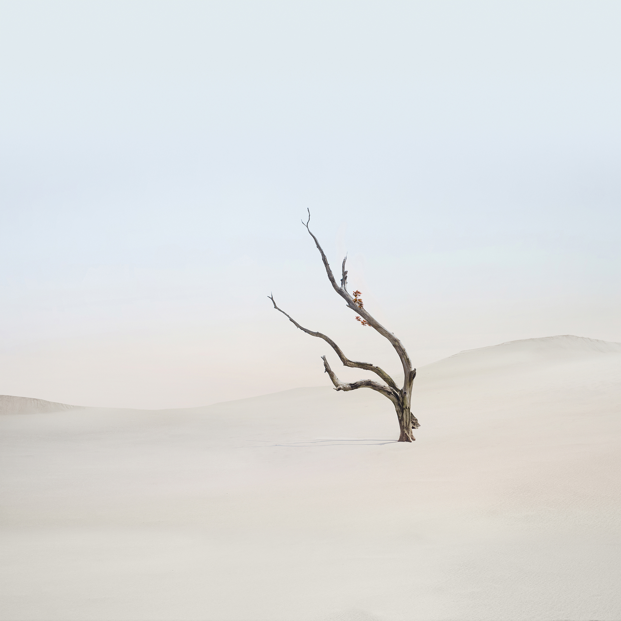 Minimalist Desert Tree Wallpaper - xiaomi wallpaper for StockWalls