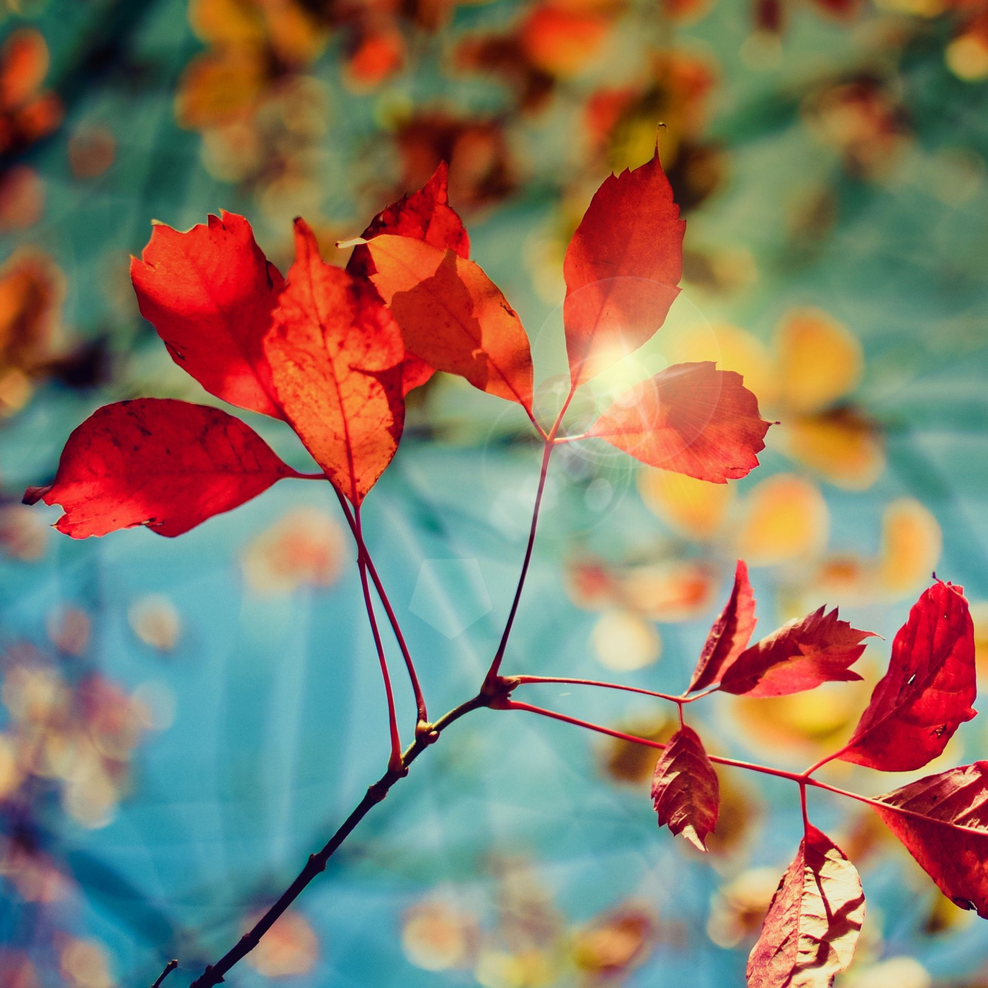 Autumn Leaves Sunlight - samsung wallpaper for StockWalls