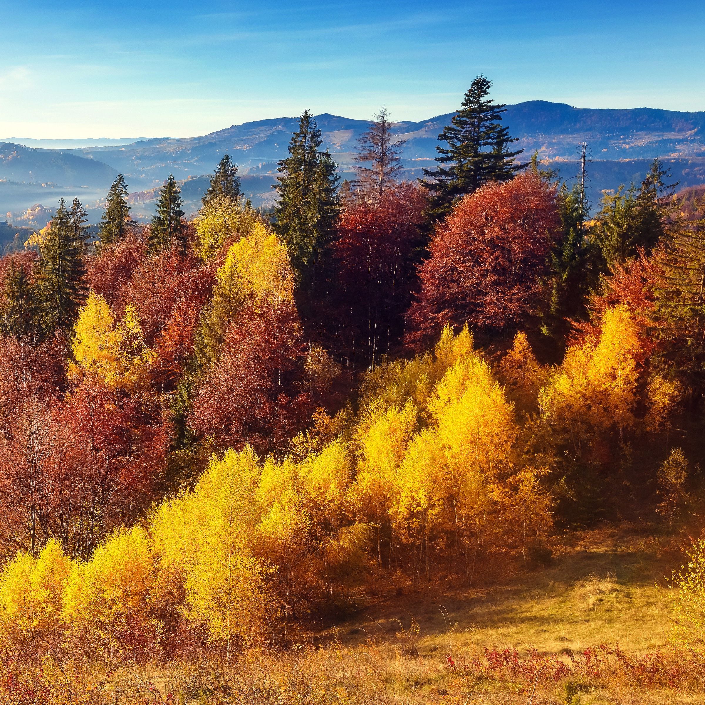 Autumn Mountain Forest - asus wallpaper for StockWalls
