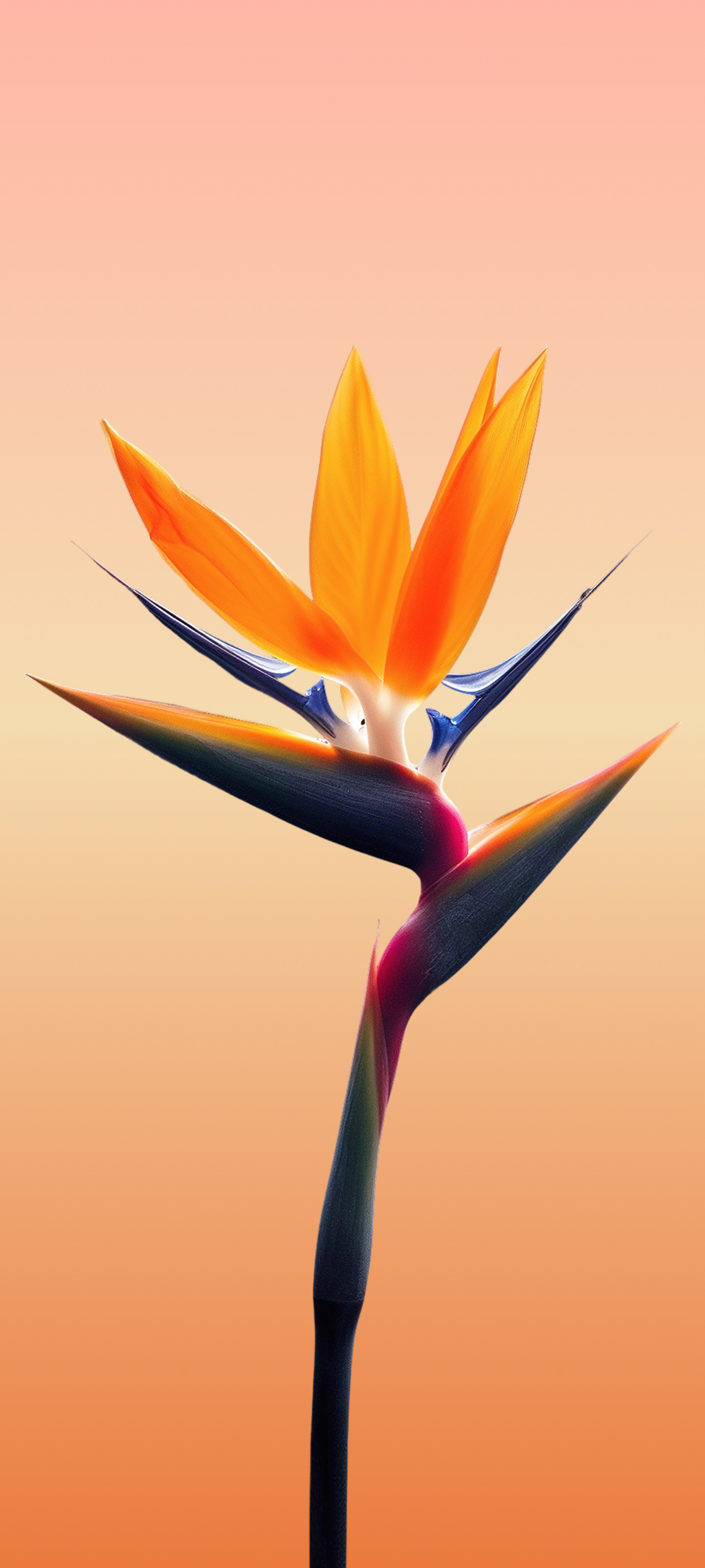 Bird of Paradise Bloom - meizu wallpaper for StockWalls