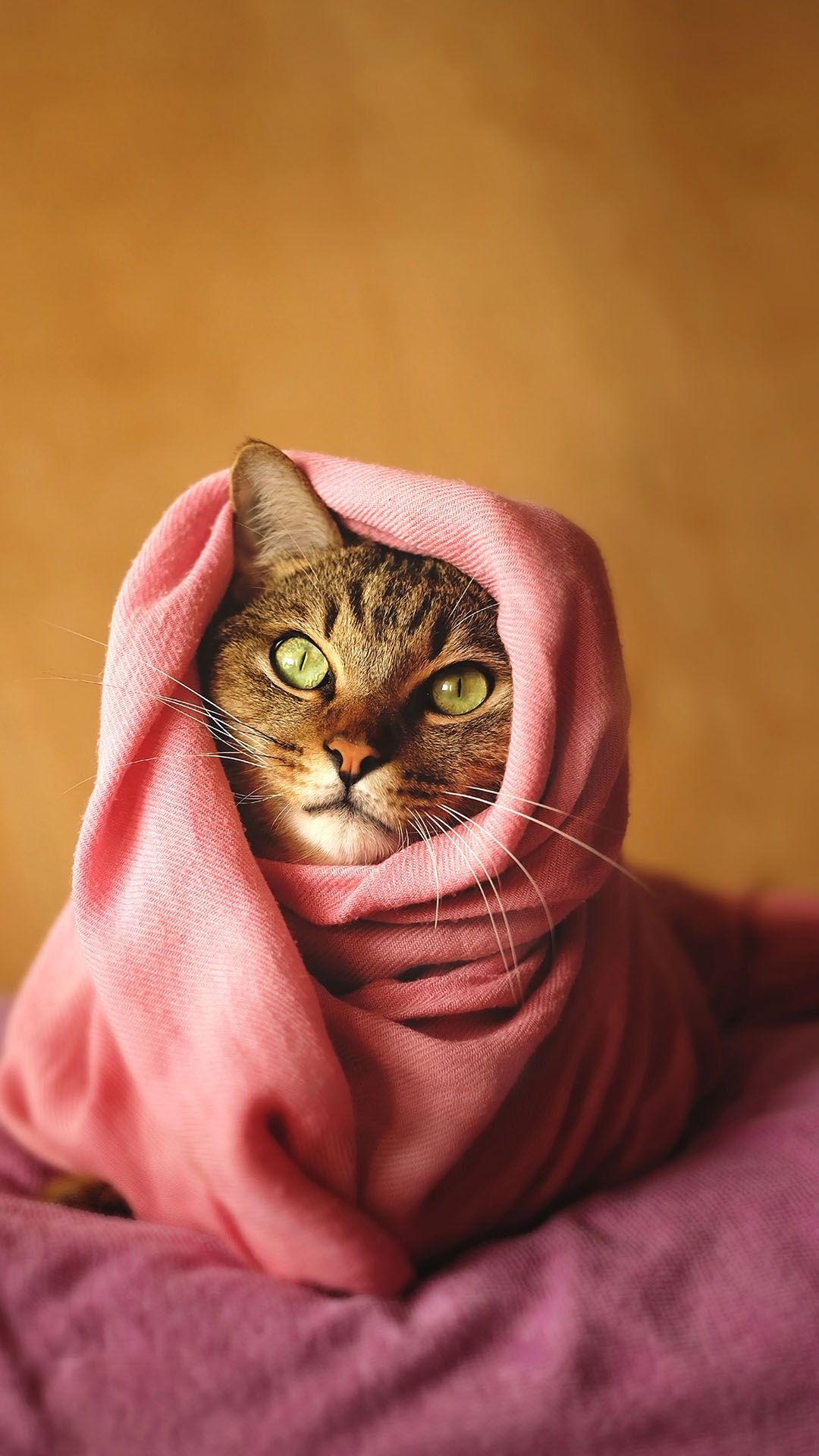 Cozy Cat in Pink - asus wallpaper for StockWalls