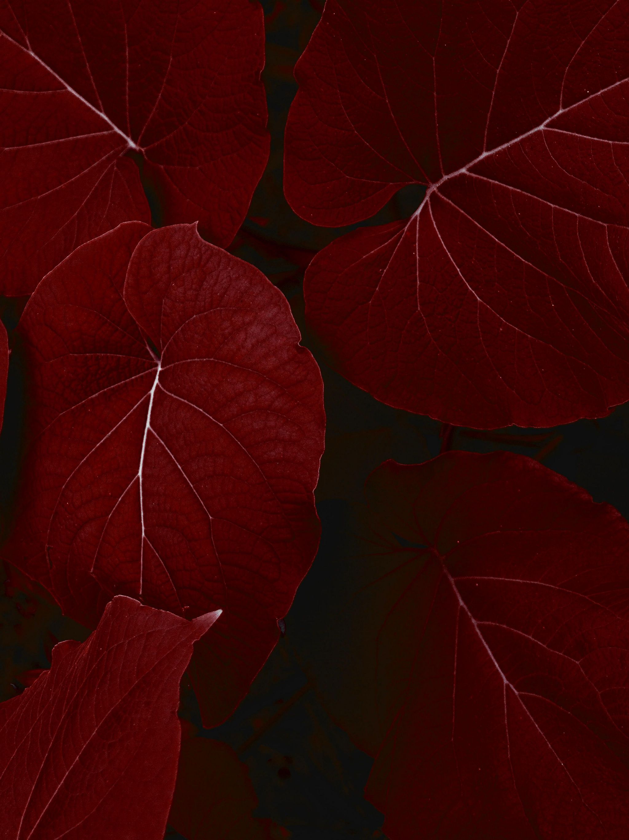 Crimson Leaf Veins - apple wallpaper for StockWalls