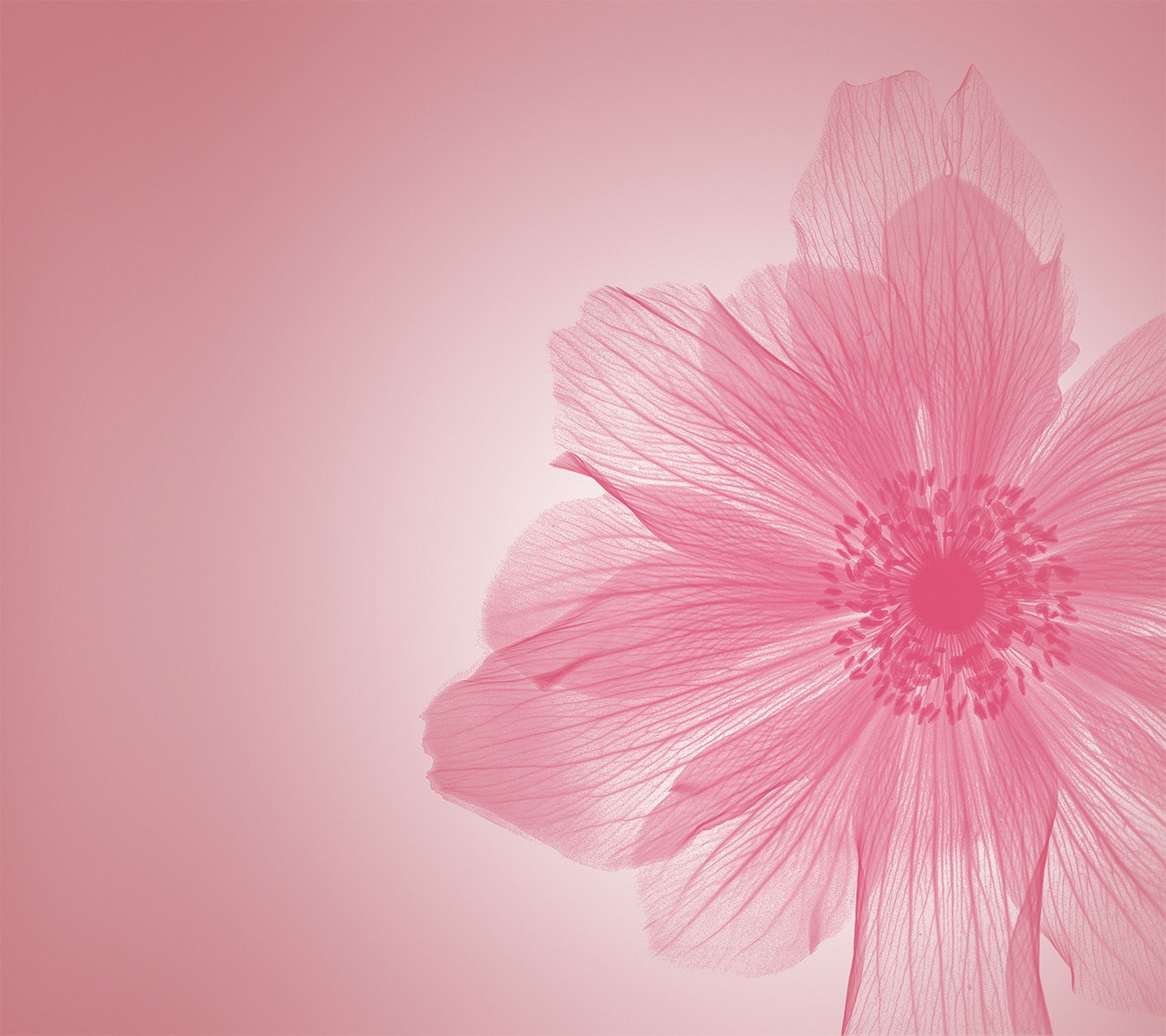 Delicate Pink Petals - huawei wallpaper for StockWalls