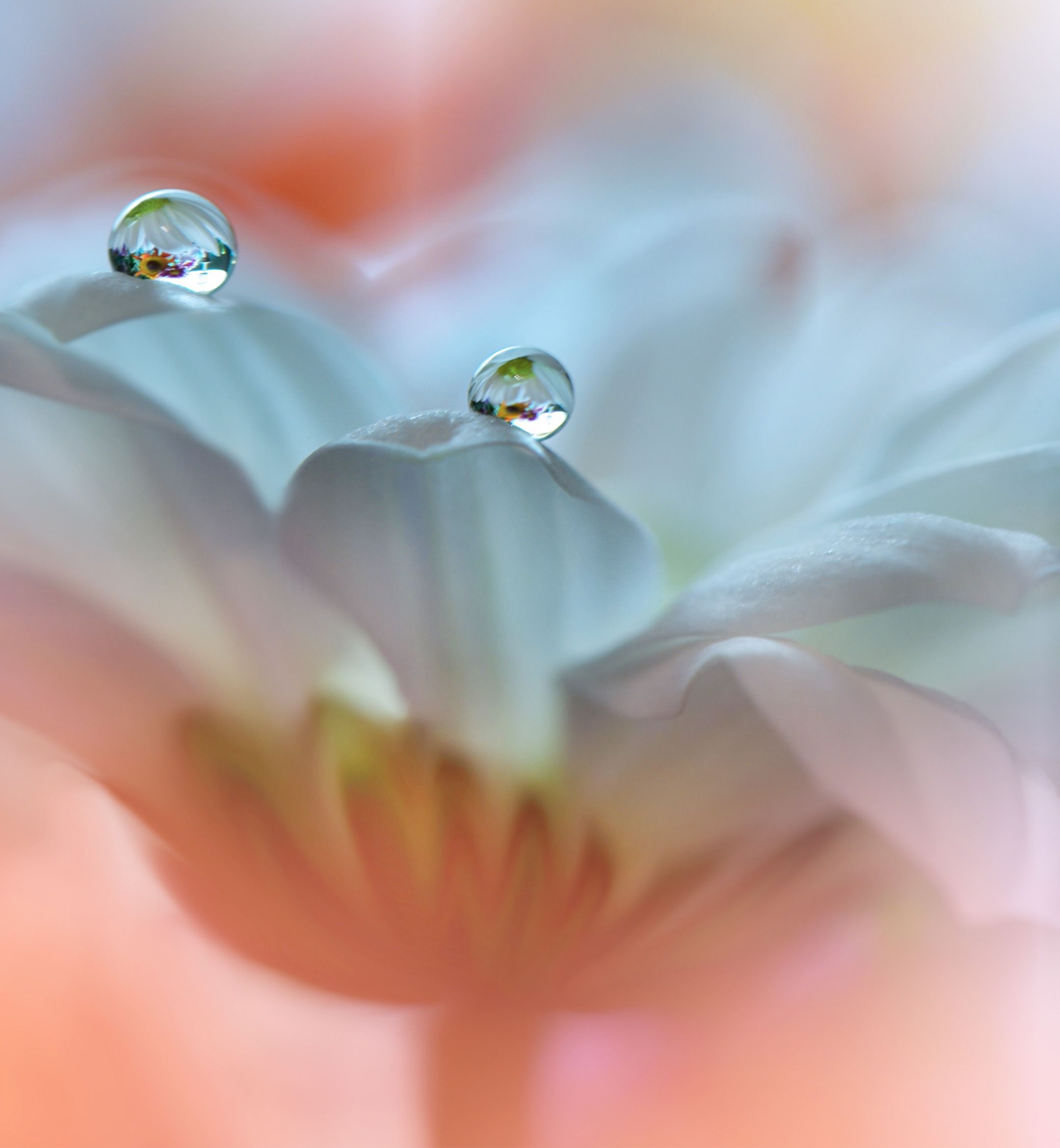 Dewdrops on White Petals - huawei wallpaper for StockWalls