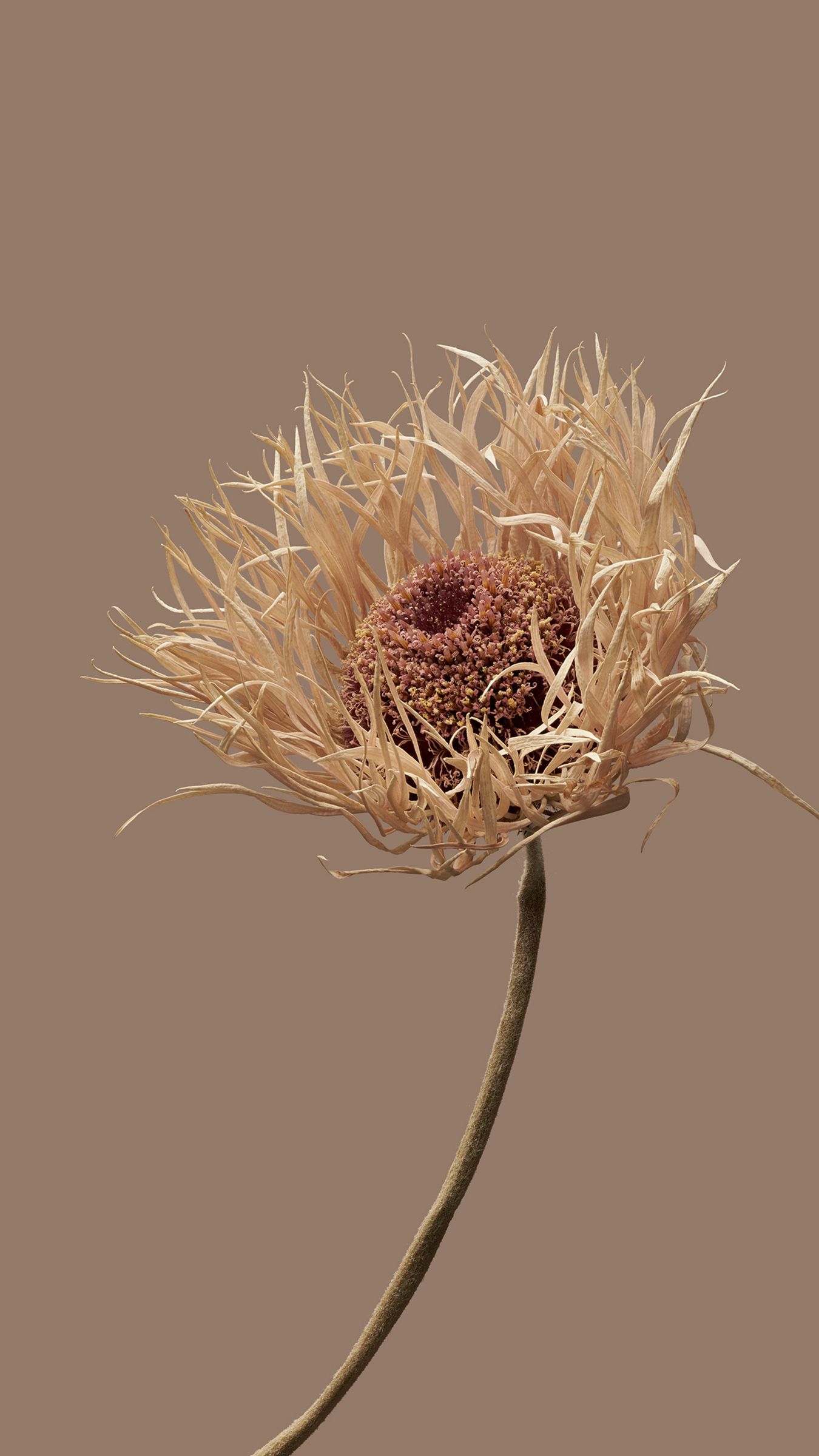 Dried Flower Close-up - xiaomi wallpaper for StockWalls