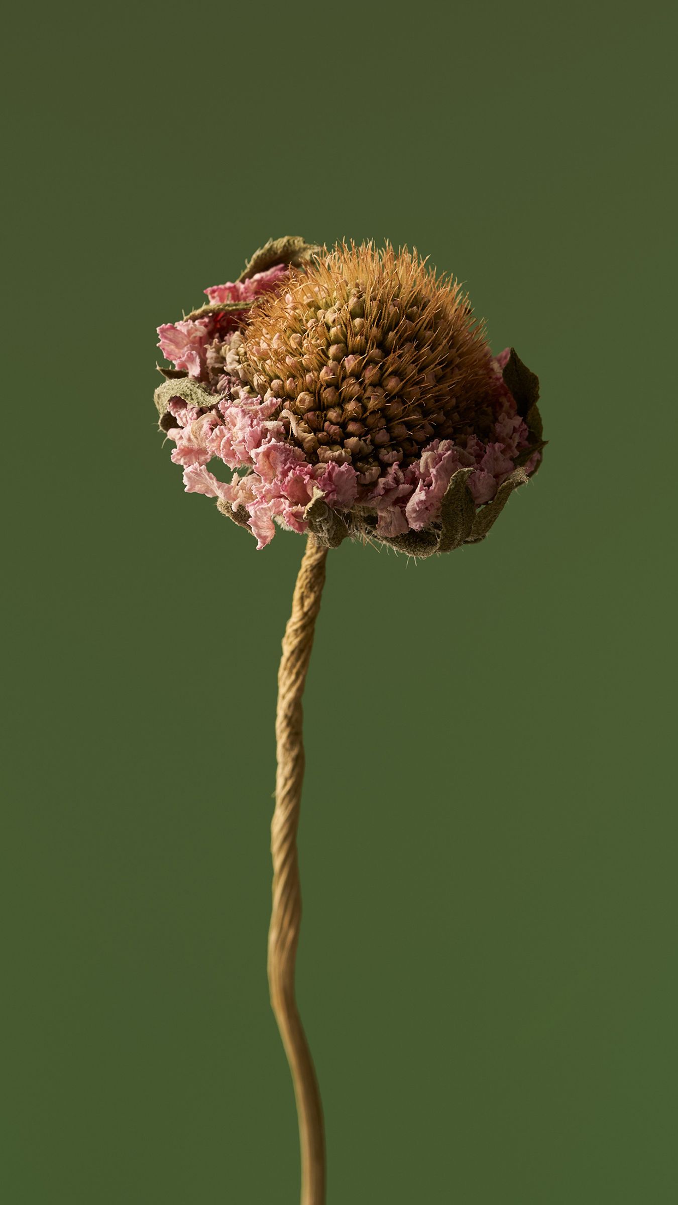 Dried Flower Detail - xiaomi wallpaper for StockWalls