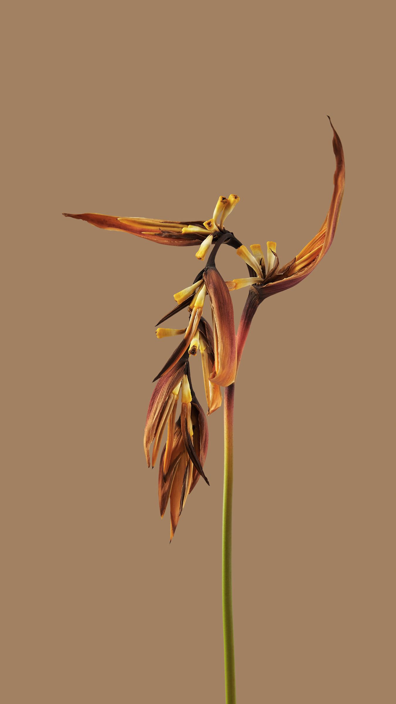 Dried Heliconia Bloom - xiaomi wallpaper for StockWalls