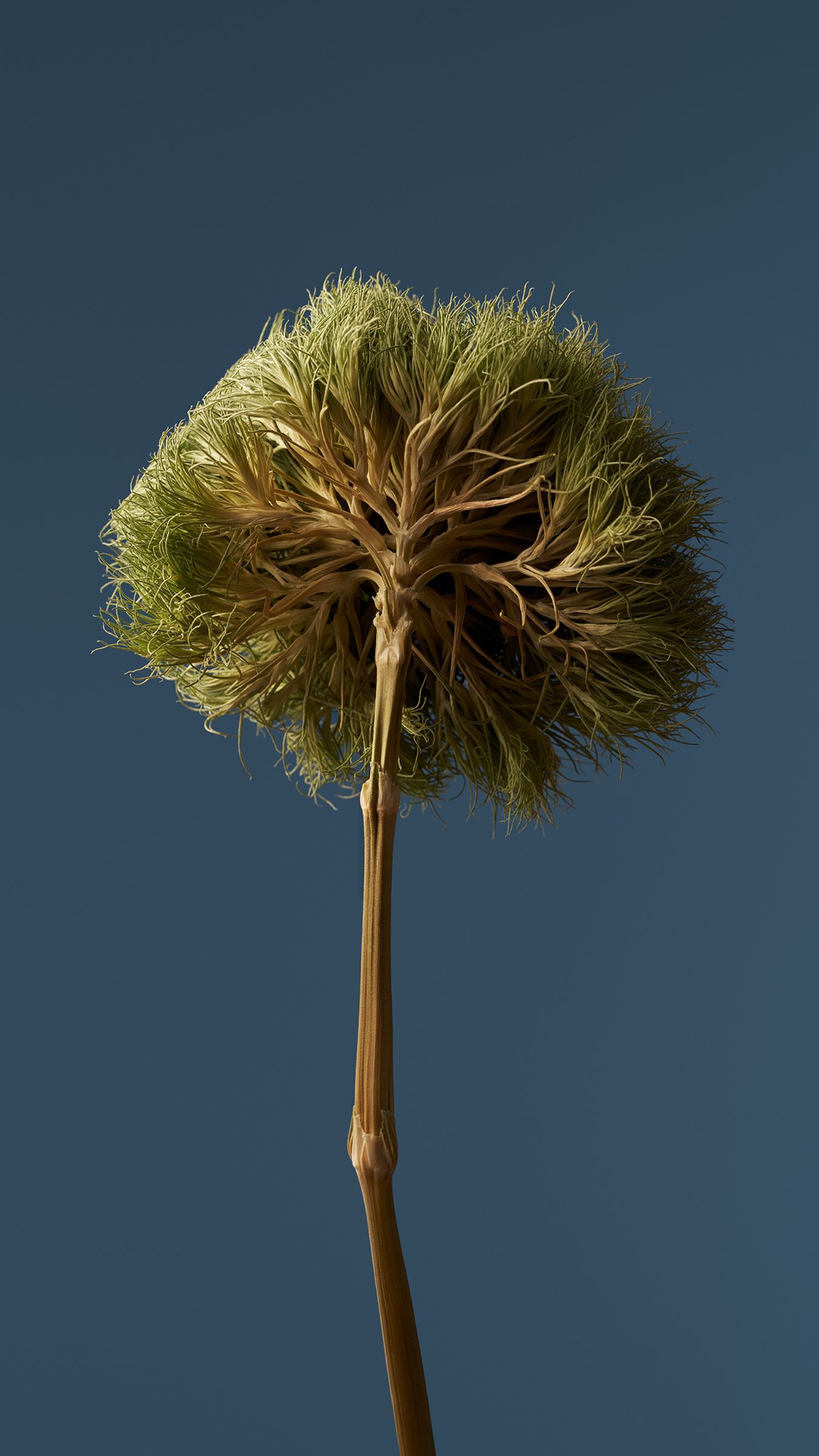 Dried Seed Head - xiaomi wallpaper for StockWalls