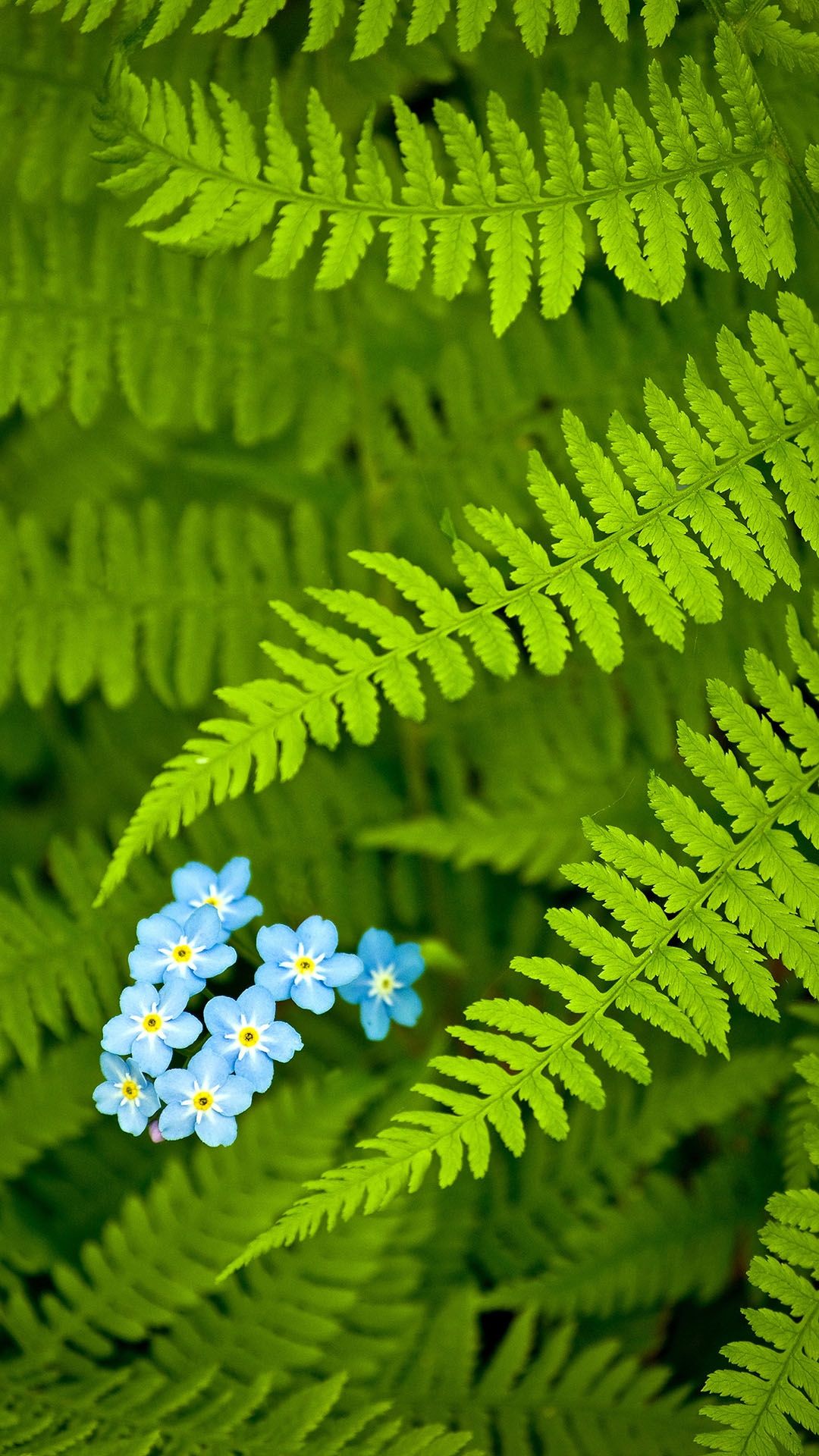 Ferns and Forget-Me-Nots - asus wallpaper for StockWalls