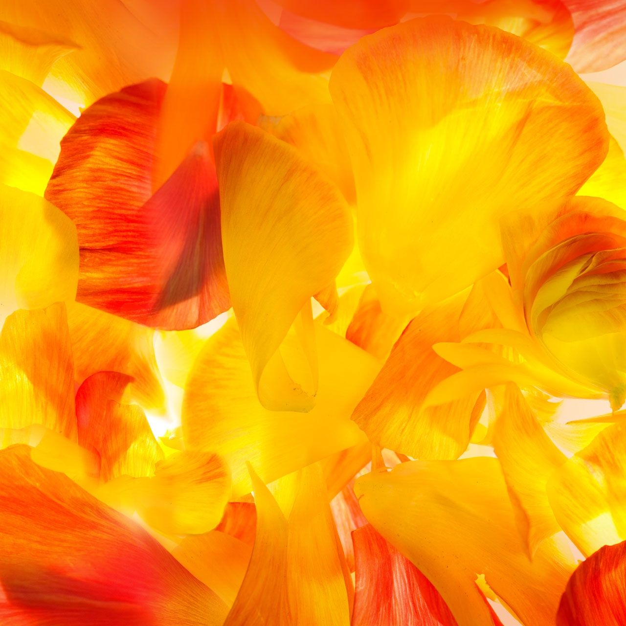 Fiery Petal Symphony - samsung wallpaper for StockWalls