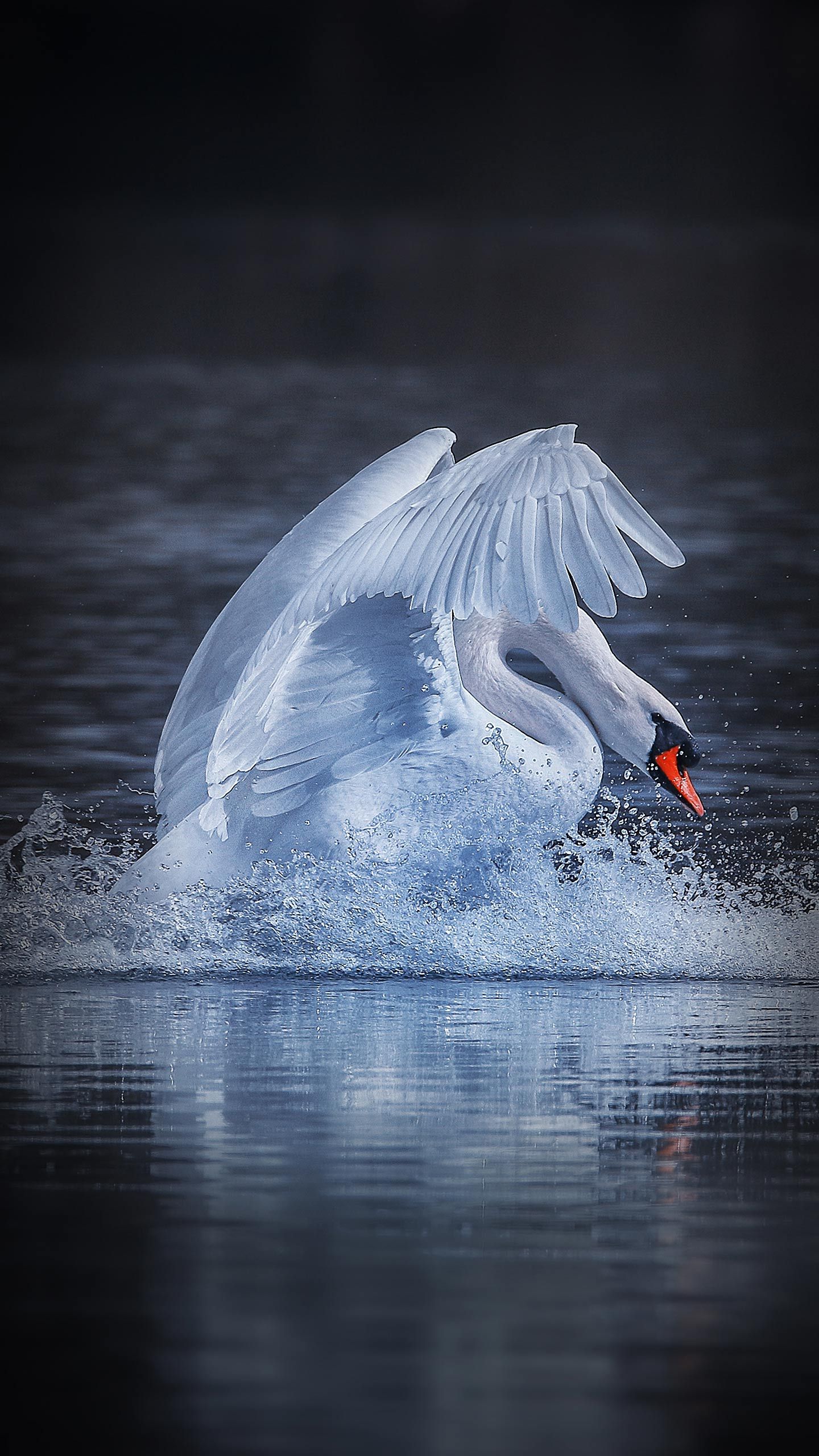 Graceful Swan Landing - xiaomi wallpaper for StockWalls