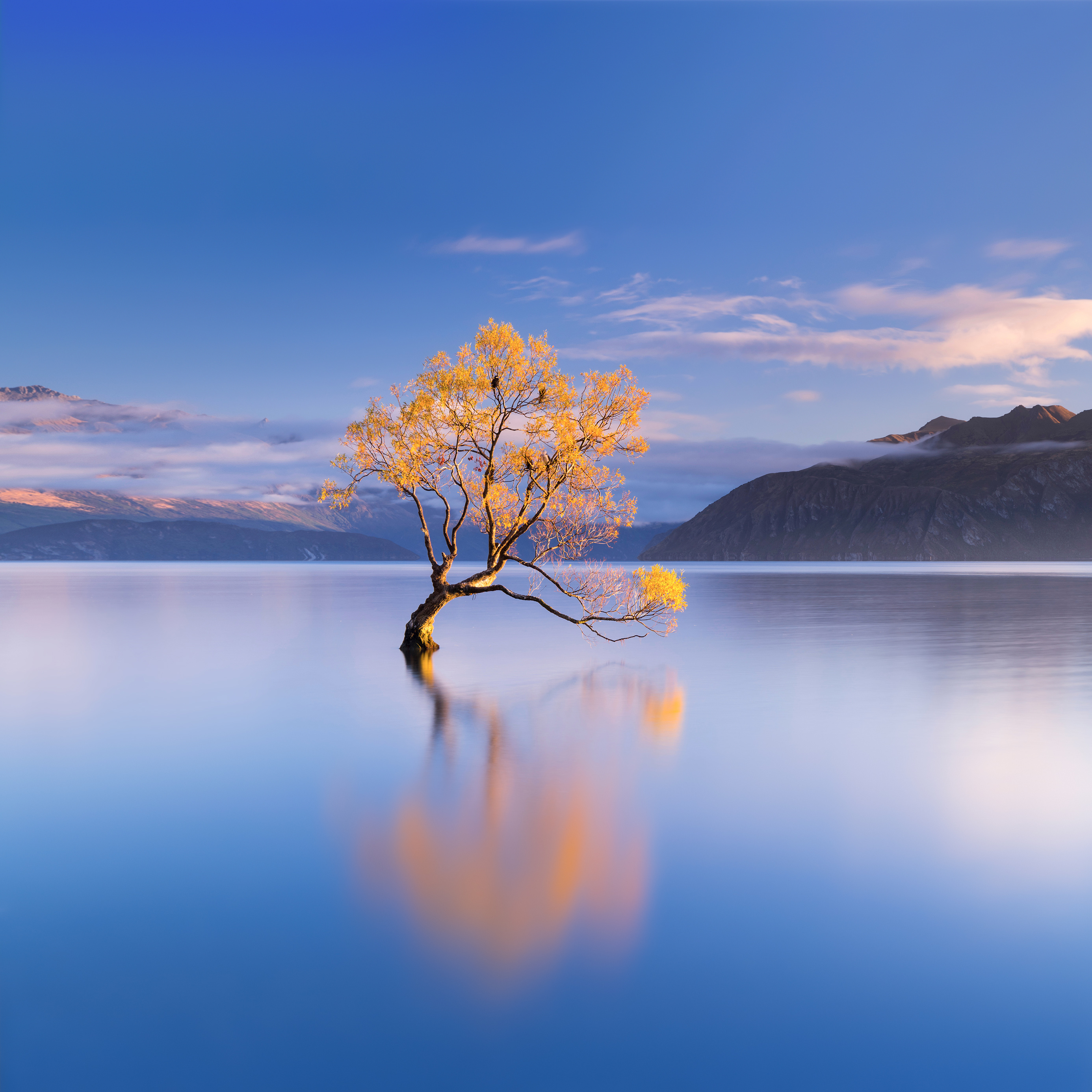 Lone Tree Lake Reflection - honor wallpaper for StockWalls