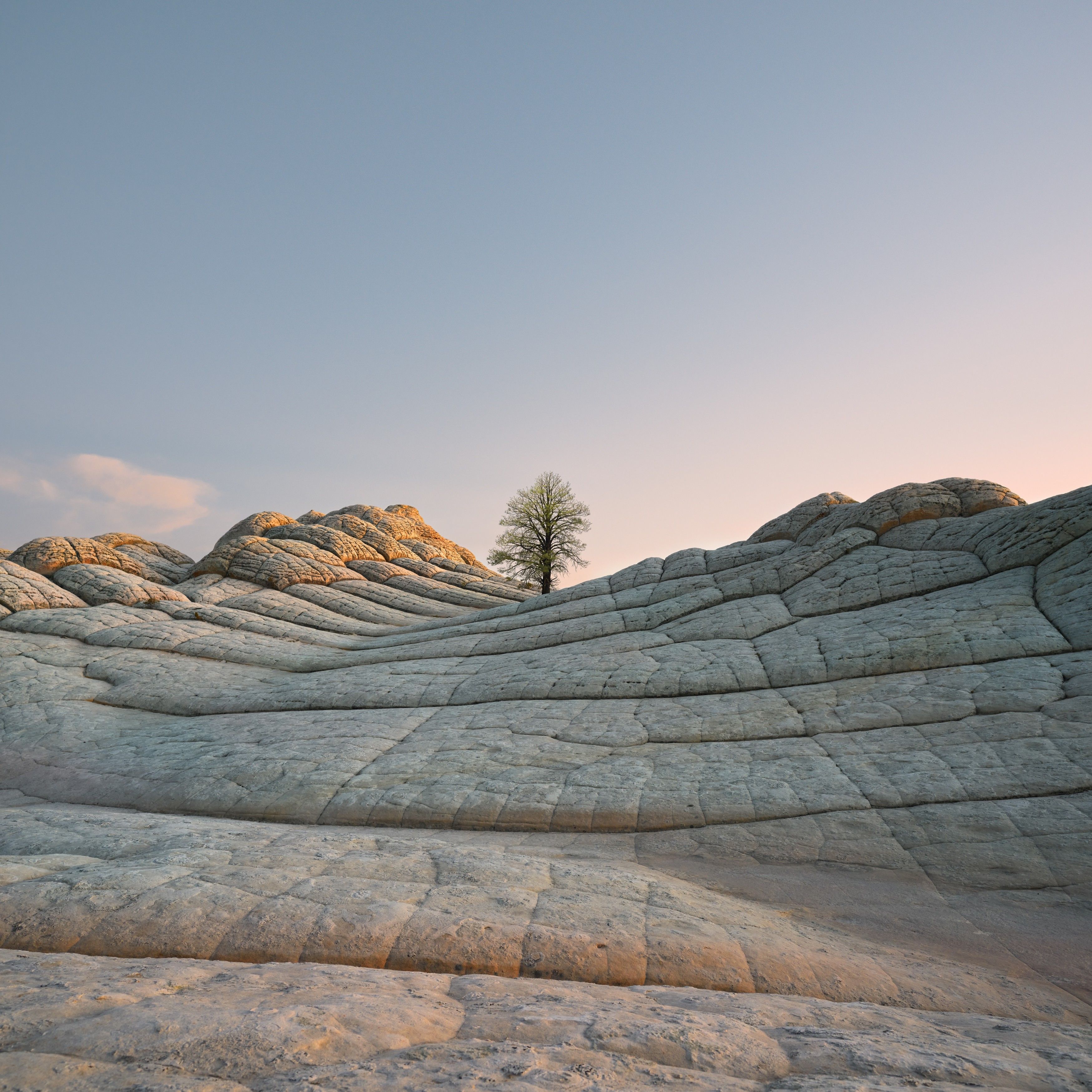 Lone Tree, Sculpted Landscape - apple wallpaper for StockWalls