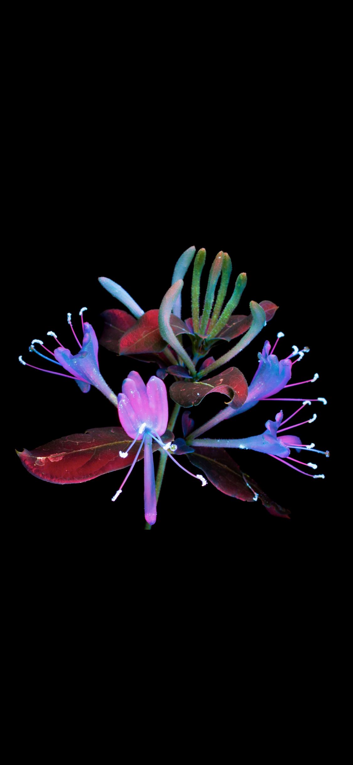 Luminous Honeysuckle Bloom - apple wallpaper for StockWalls