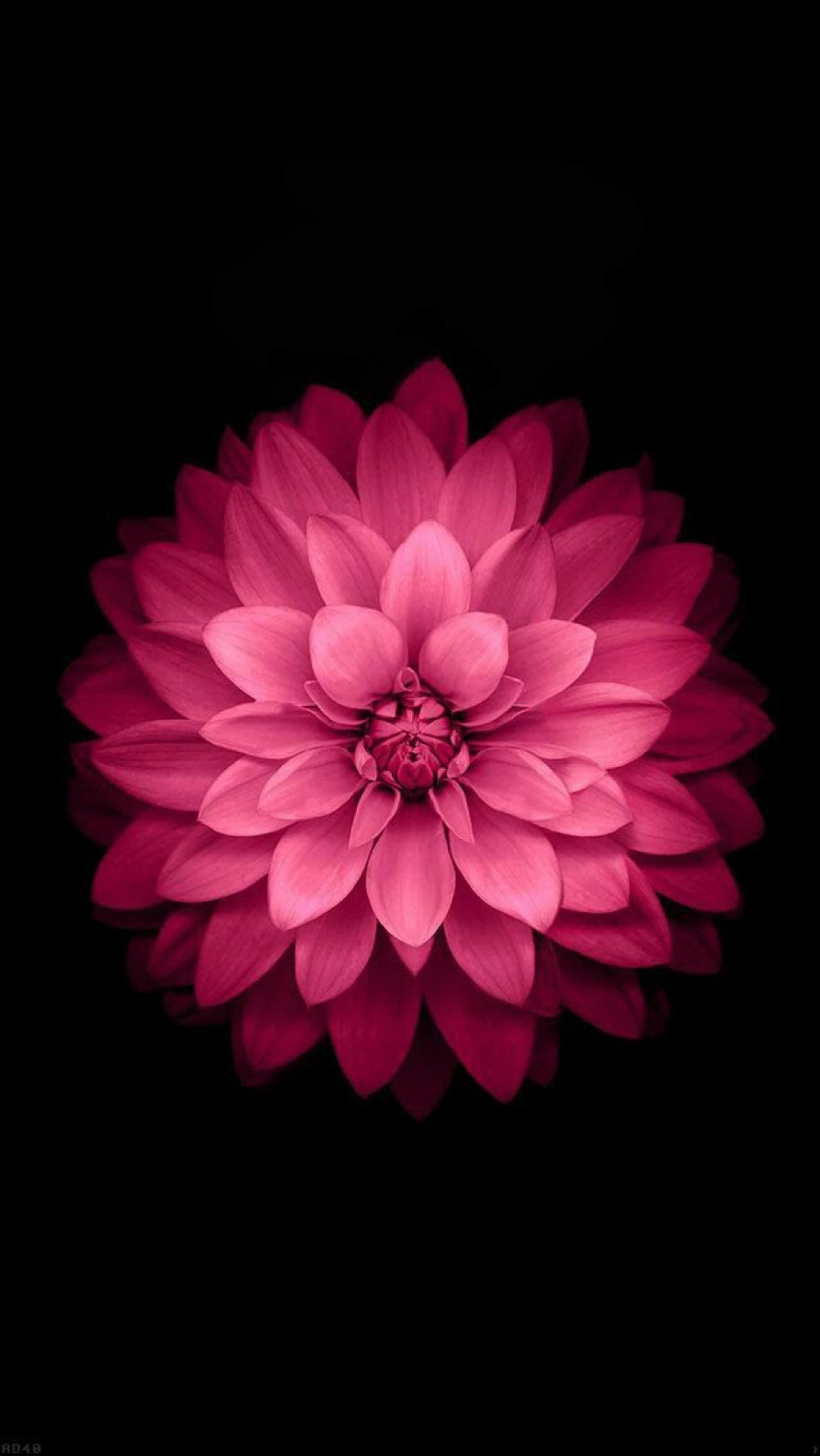 Pink Dahlia Bloom - flowers wallpaper for StockWalls