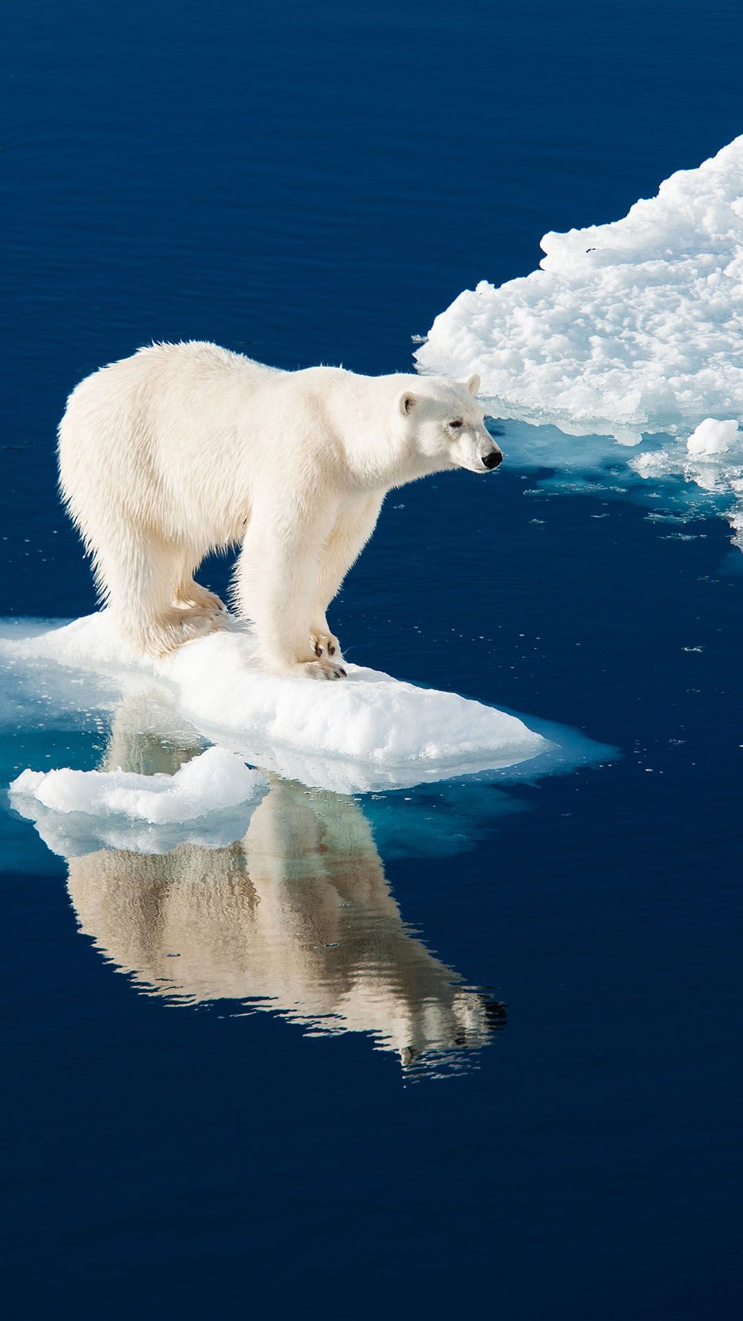 Polar Bear on Ice - asus wallpaper for StockWalls