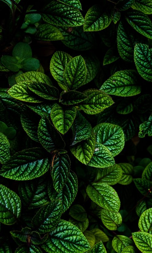 Deep Green Botanical Leaves - botanical Wallpaper