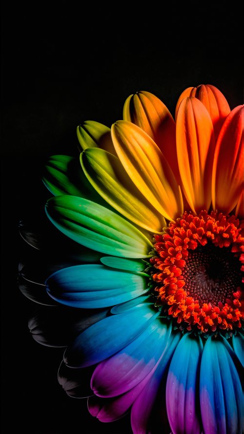 Vibrant Rainbow Gerbera Flower - flowers Wallpaper