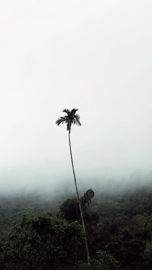 Lonely Palm in Mist - tree Wallpaper