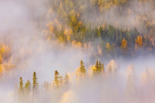 Misty Forest Honor MagicBook