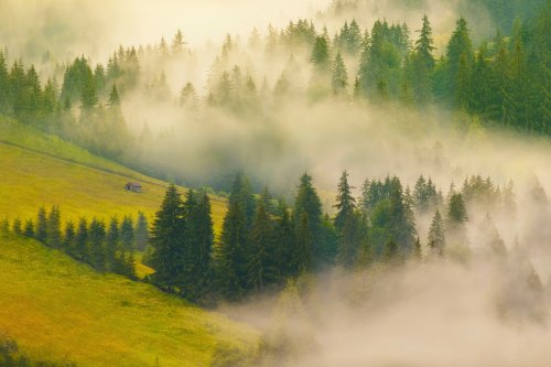 Misty Forest Landscape Wallpaper