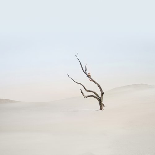 Minimalist Desert Tree Wallpaper