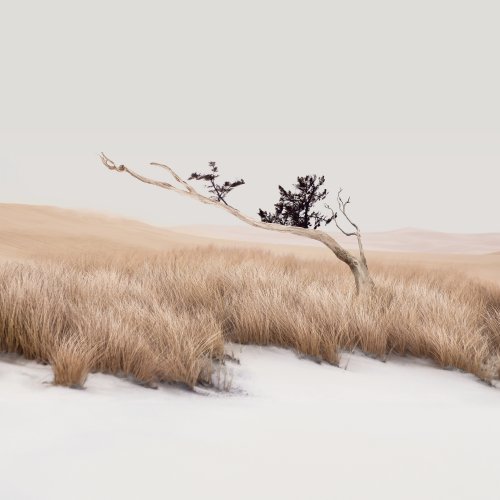 Minimalist Desert Tree Wallpaper